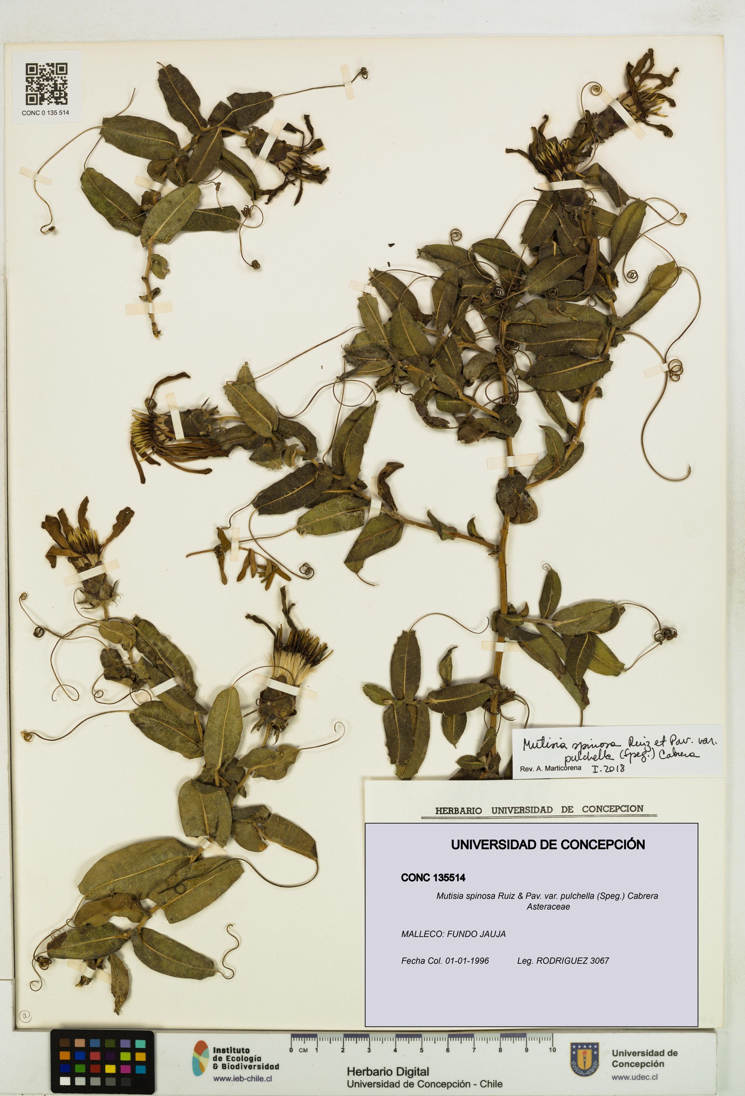 Mutisia spinosa var. pulchella [Espécimen: ]