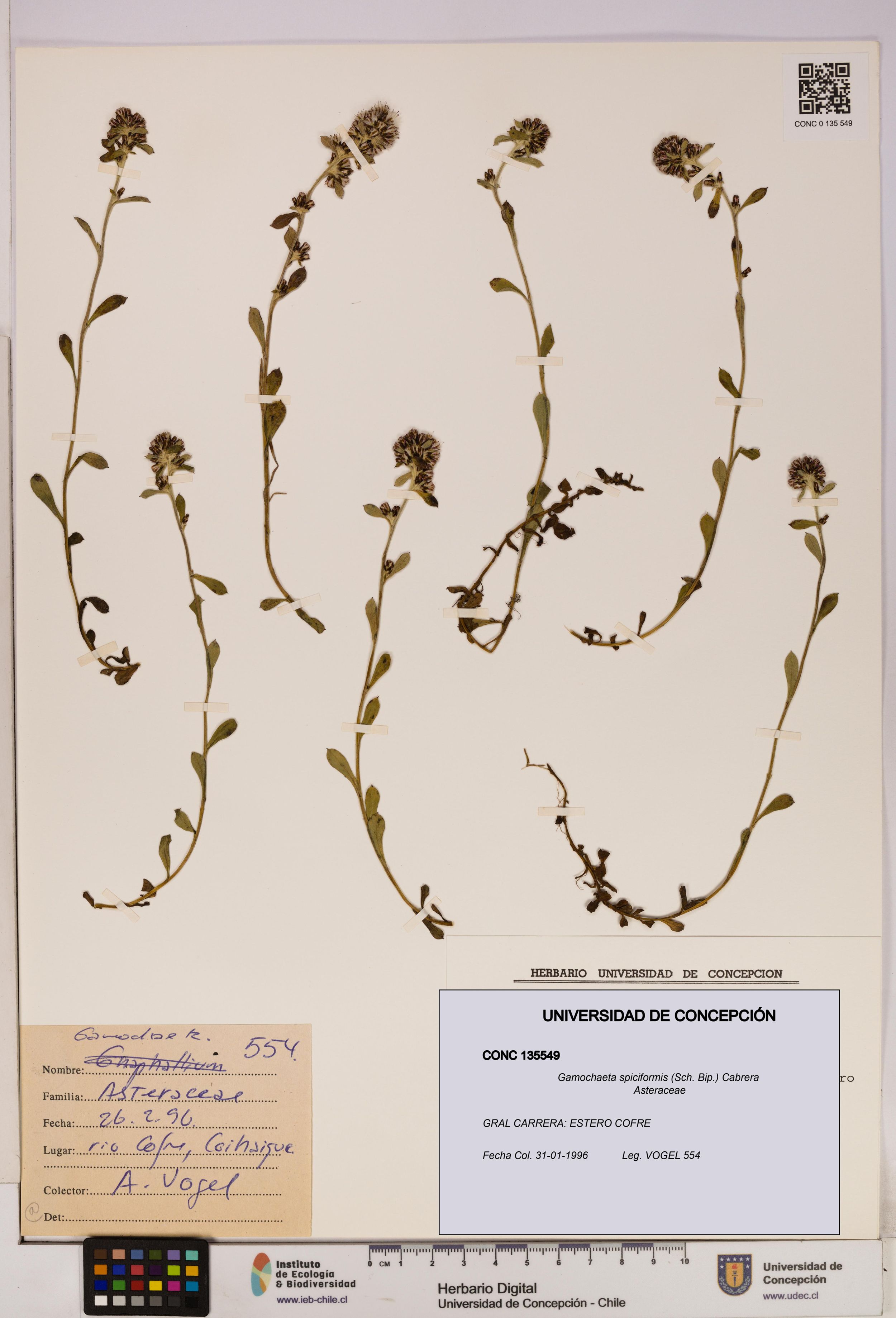 Gamochaeta spiciformis [Espécimen: ]