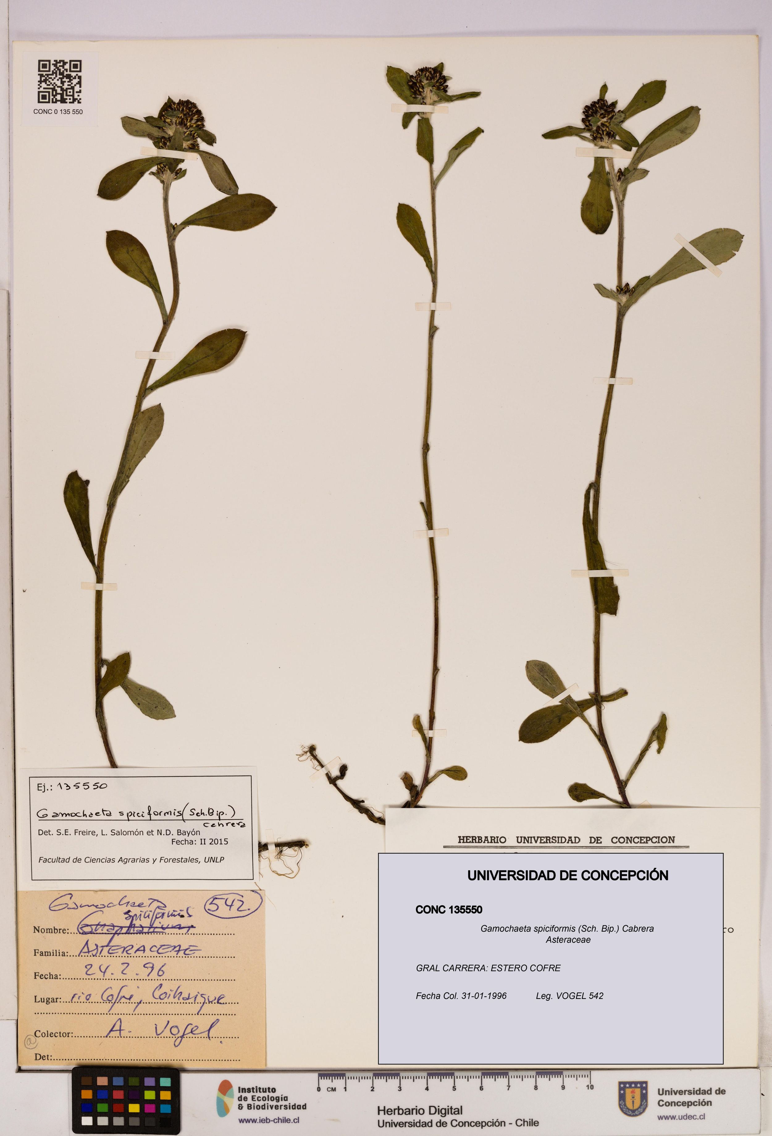 Gamochaeta spiciformis [Espécimen: ]