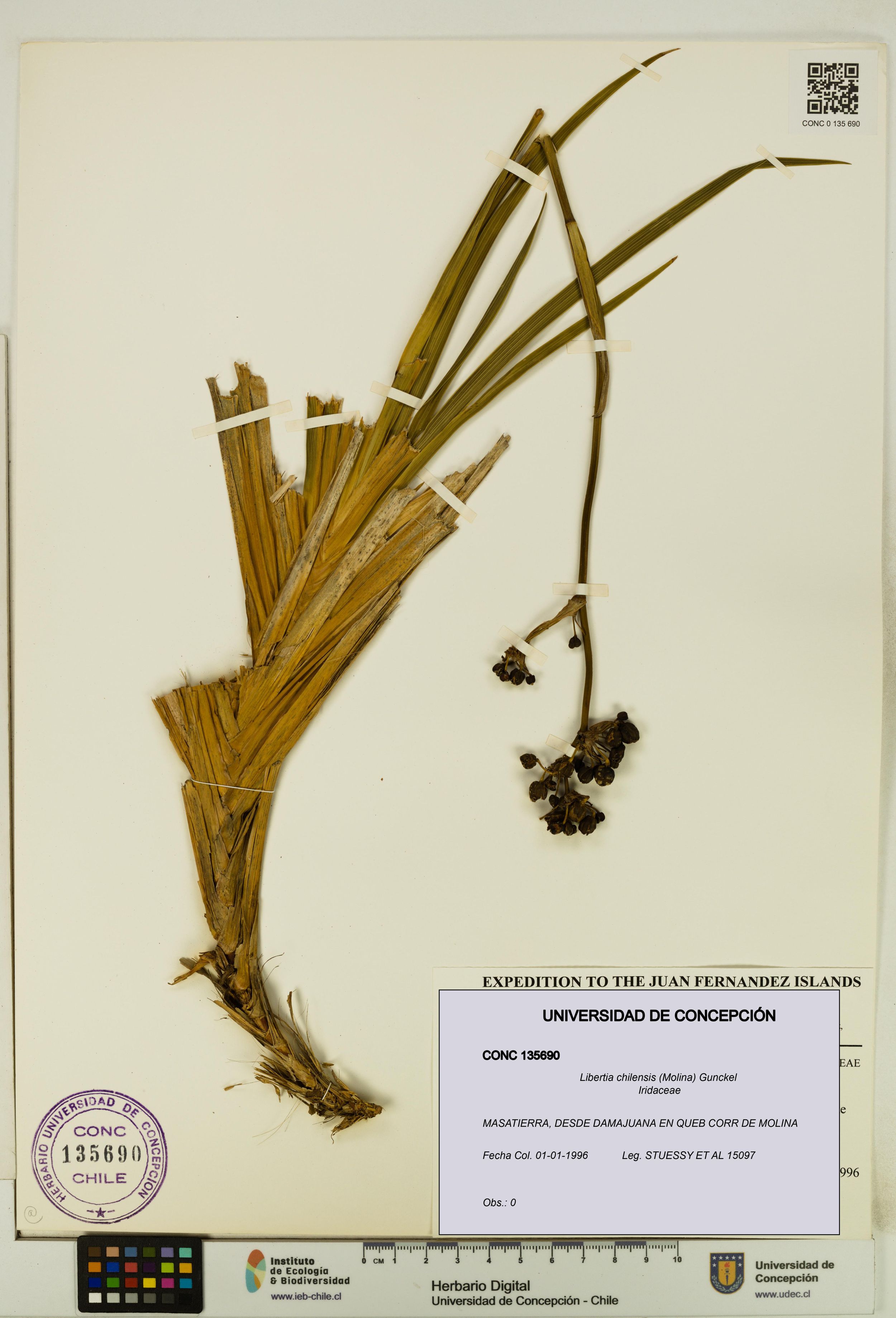 Libertia chilensis [Espécimen: ]