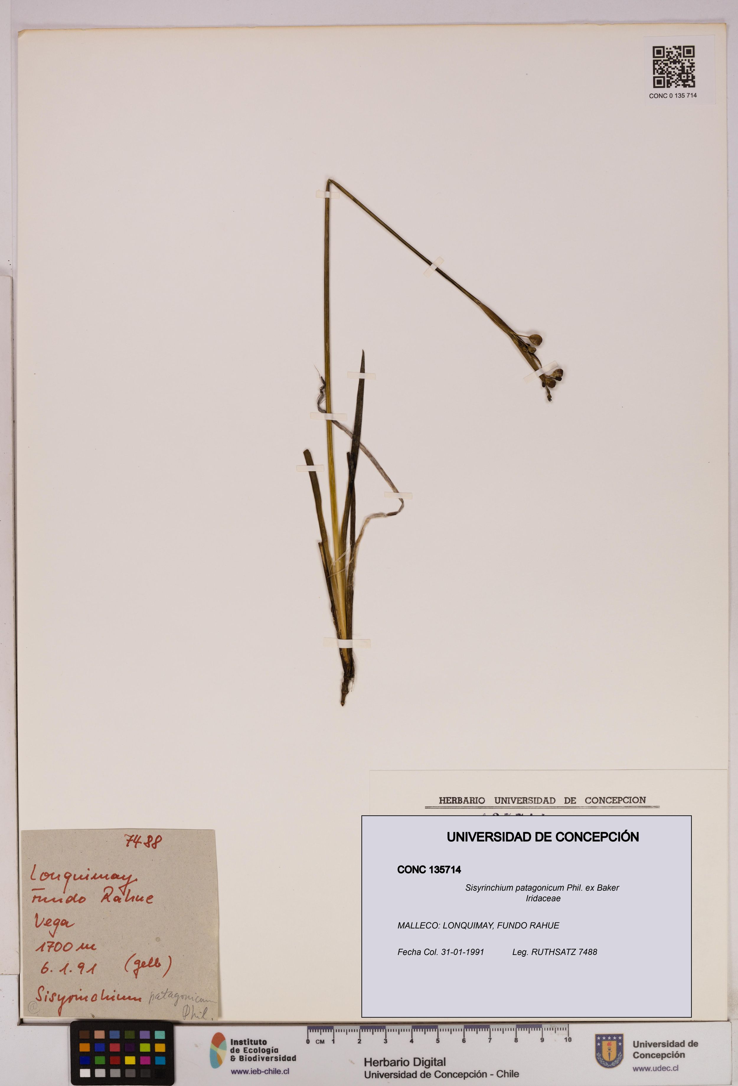 Sisyrinchium patagonicum [Espécimen: ]