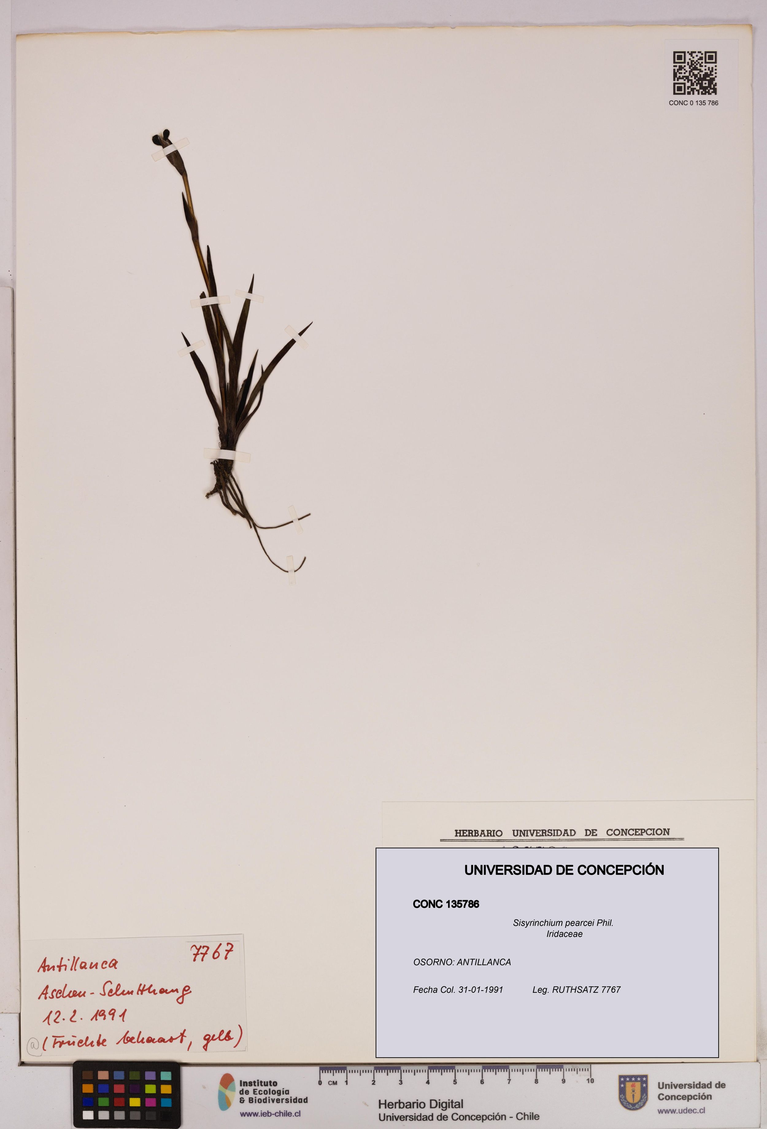 Sisyrinchium pearcei [Espécimen: ]