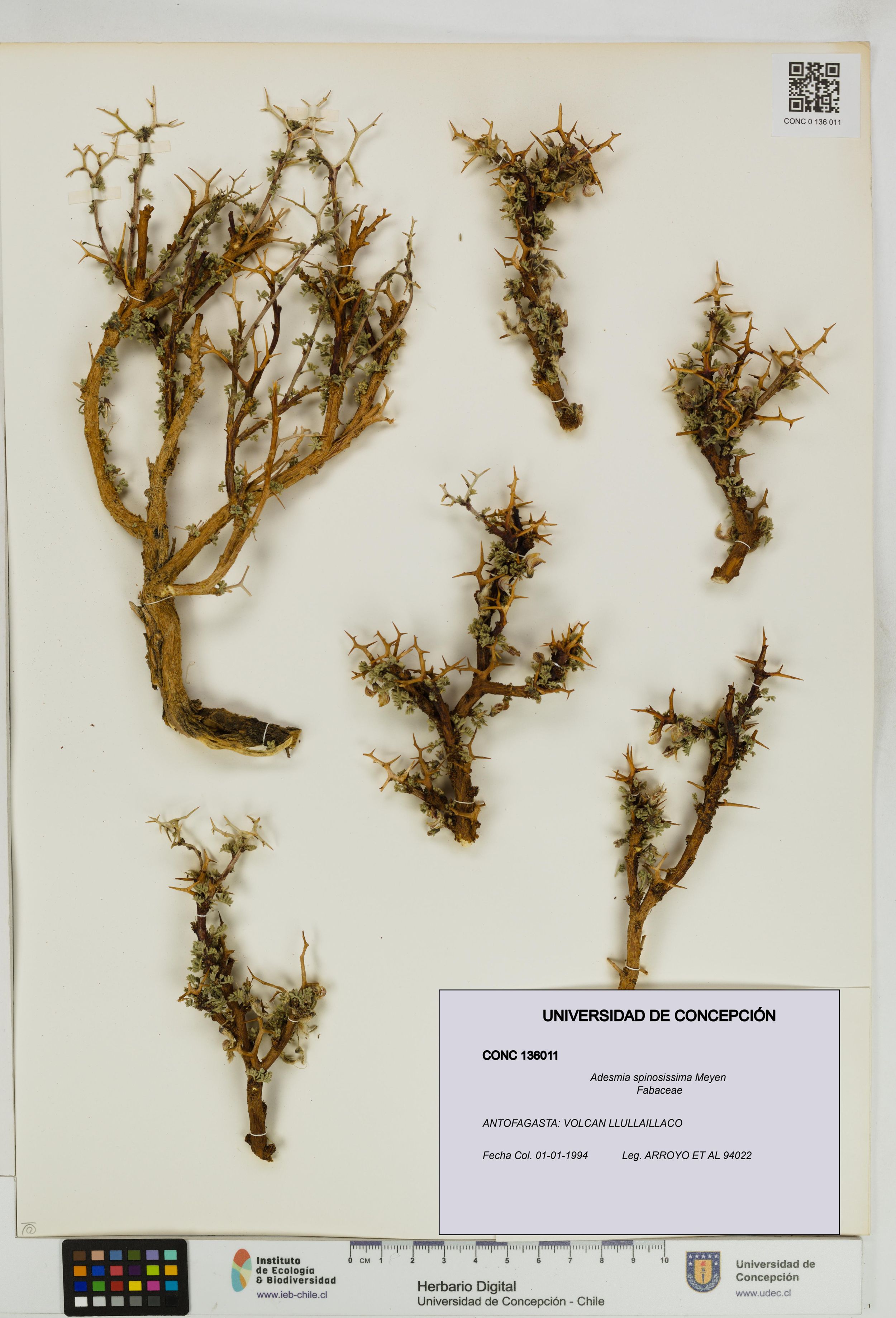 Adesmia spinosissima [Espécimen: ]