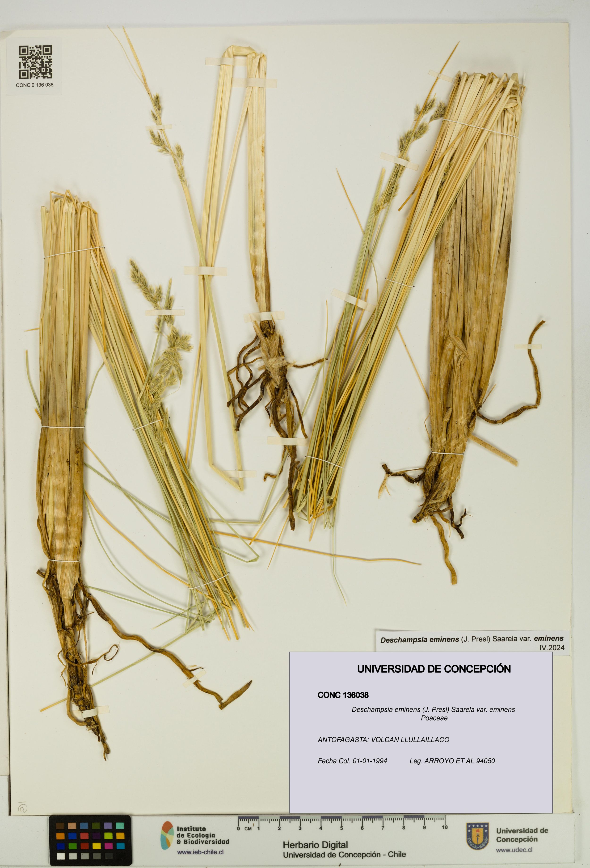 Deschampsia eminens var. eminens [Espécimen: ]