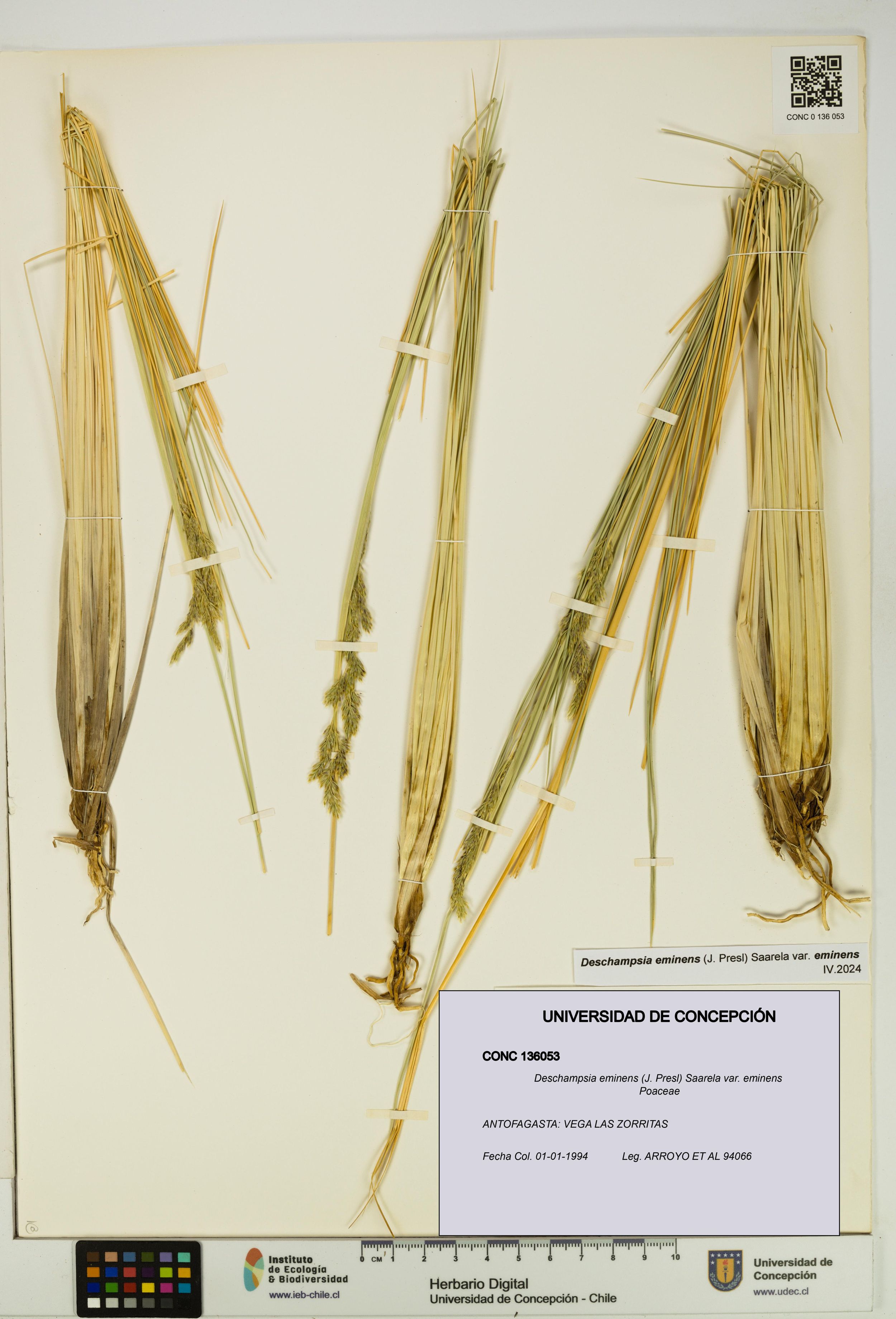 Deschampsia eminens [Espécimen: ]