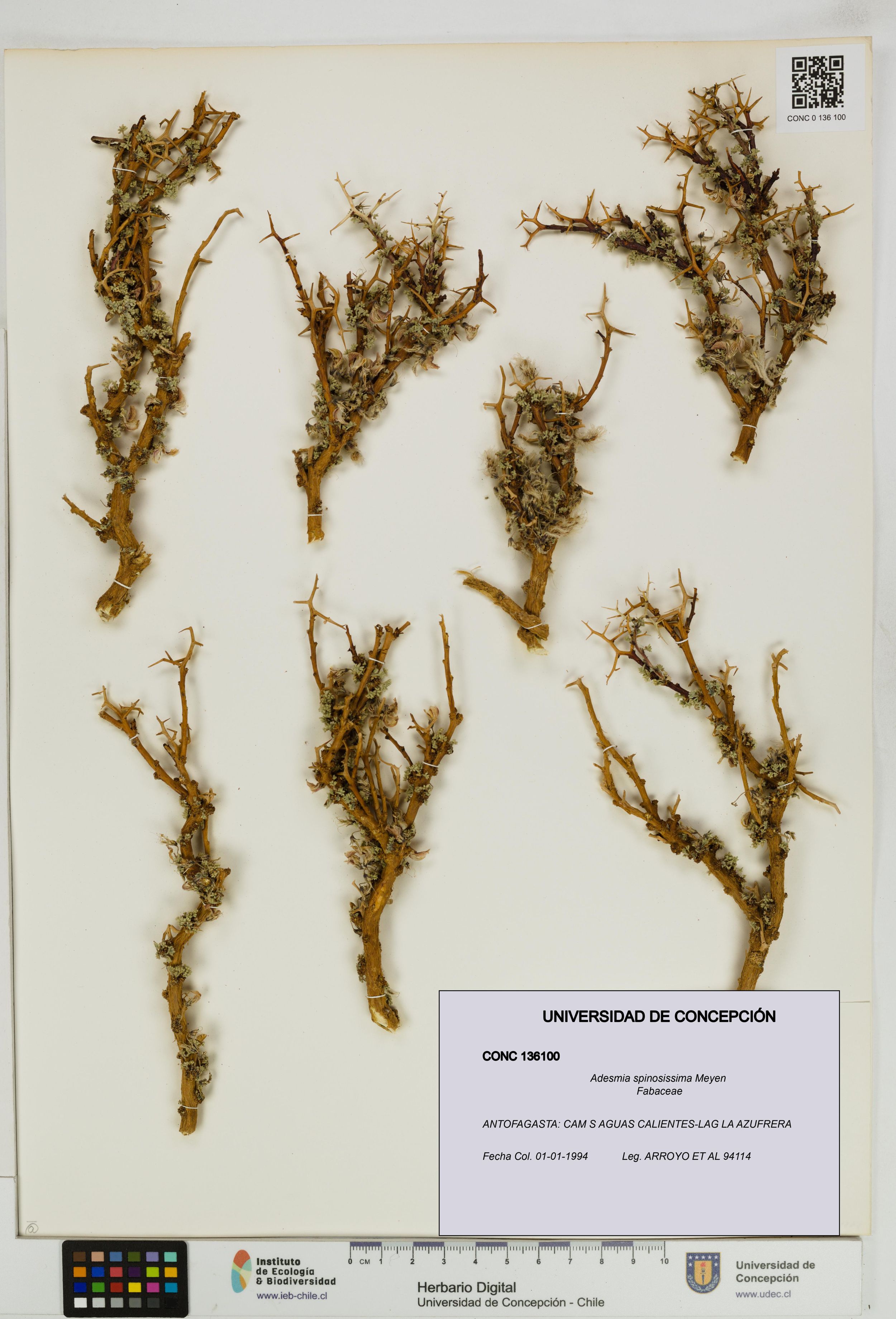 Adesmia spinosissima [Espécimen: ]