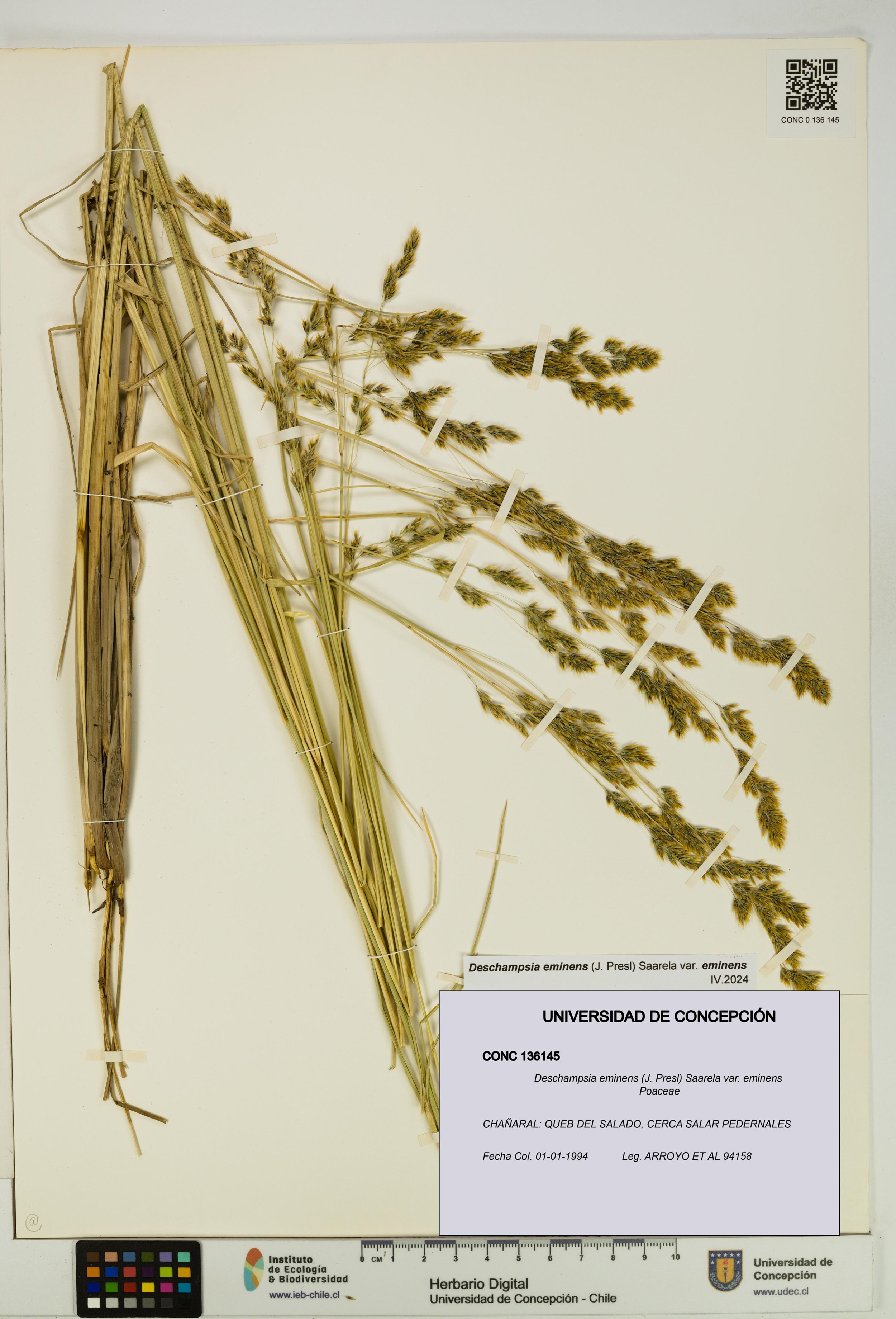 Deschampsia eminens [Espécimen: ]