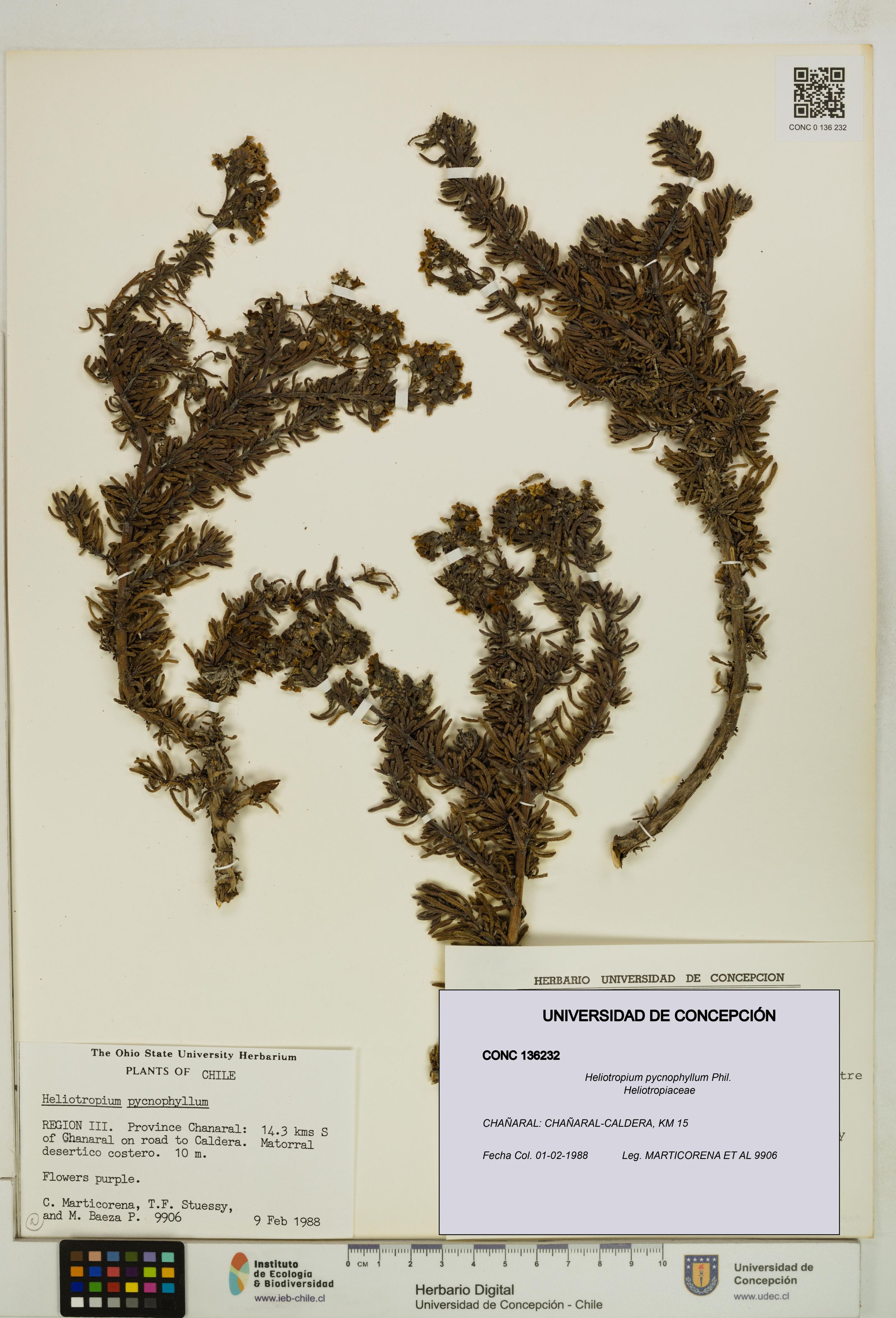 Heliotropium pycnophyllum [Espécimen: ]