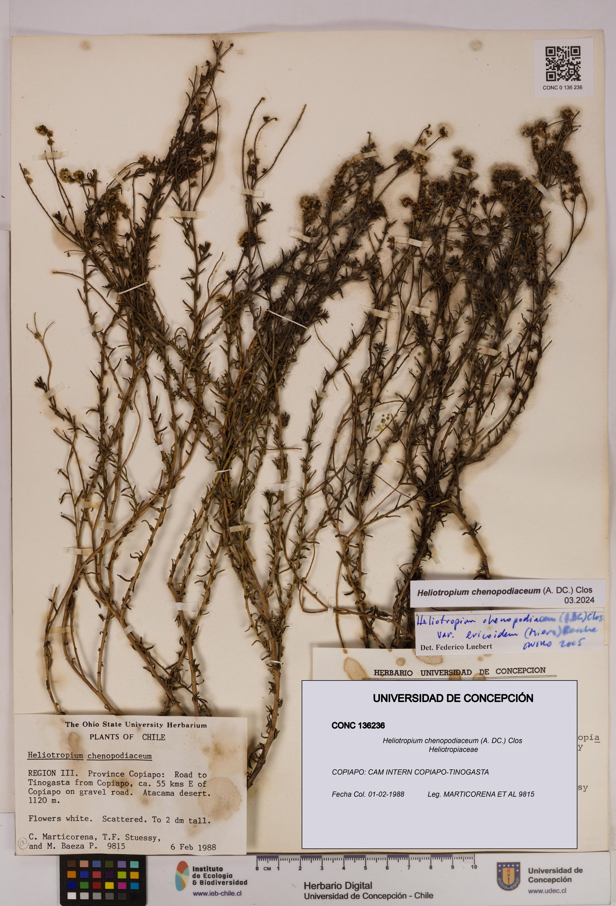 Heliotropium chenopodiaceum [Espécimen: ]
