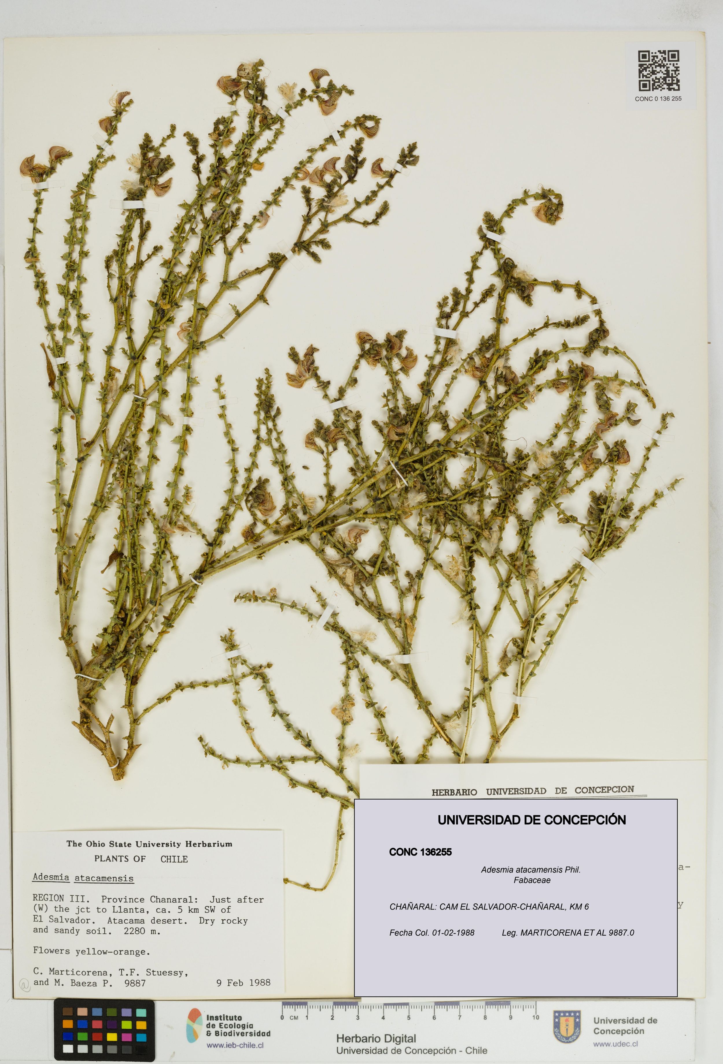 Adesmia atacamensis [Espécimen: ]