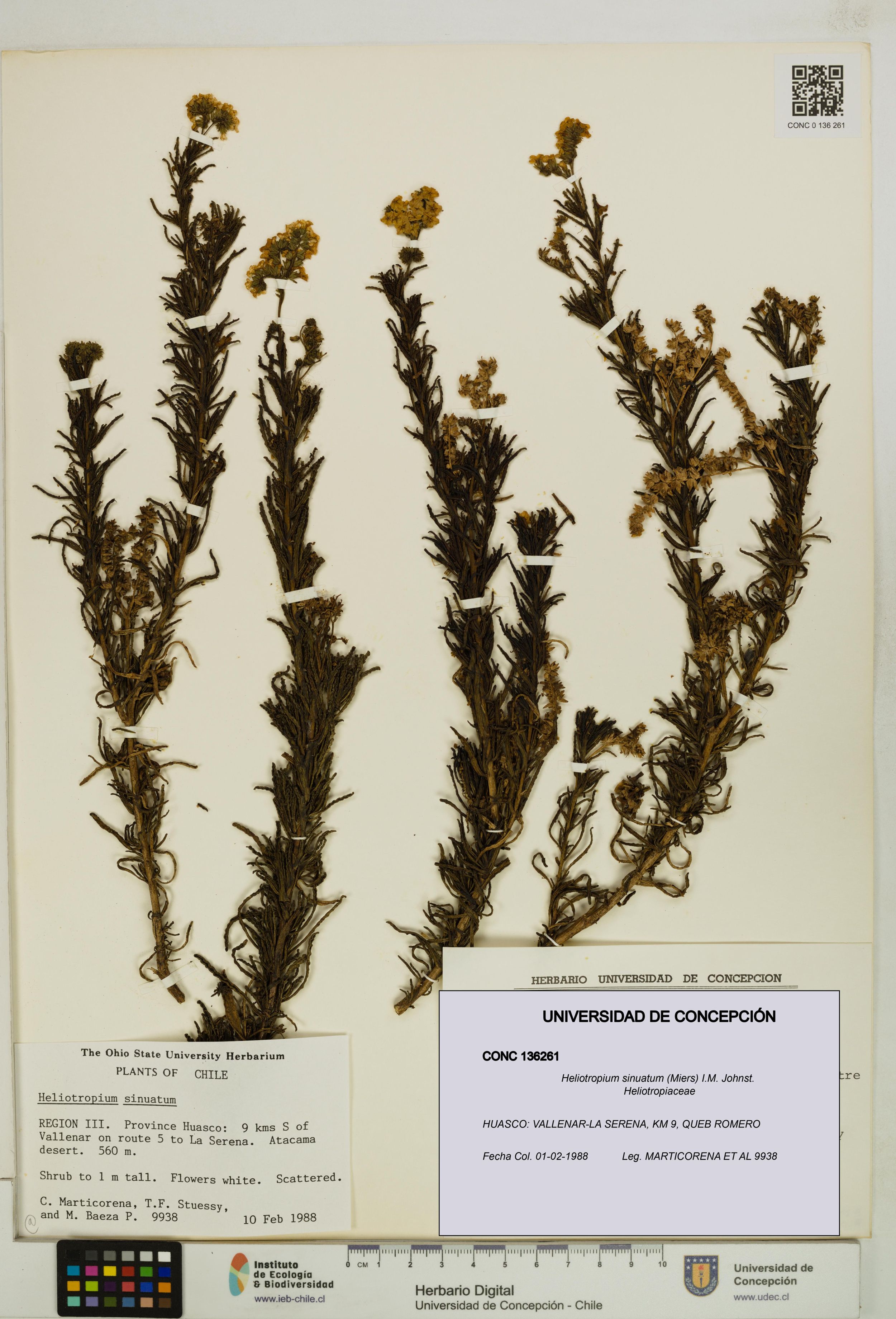 Heliotropium sinuatum [Espécimen: ]