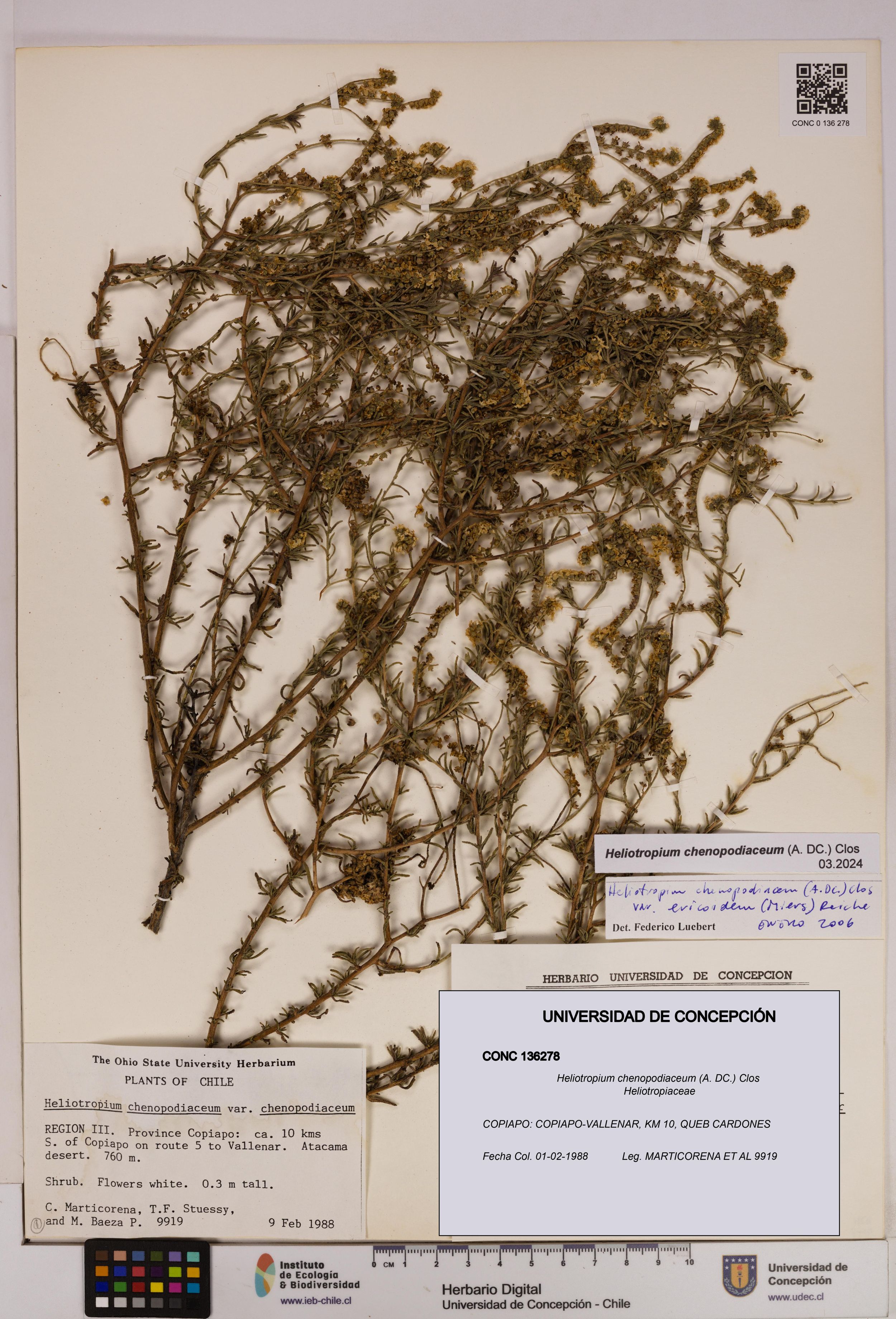 Heliotropium chenopodiaceum [Espécimen: ]