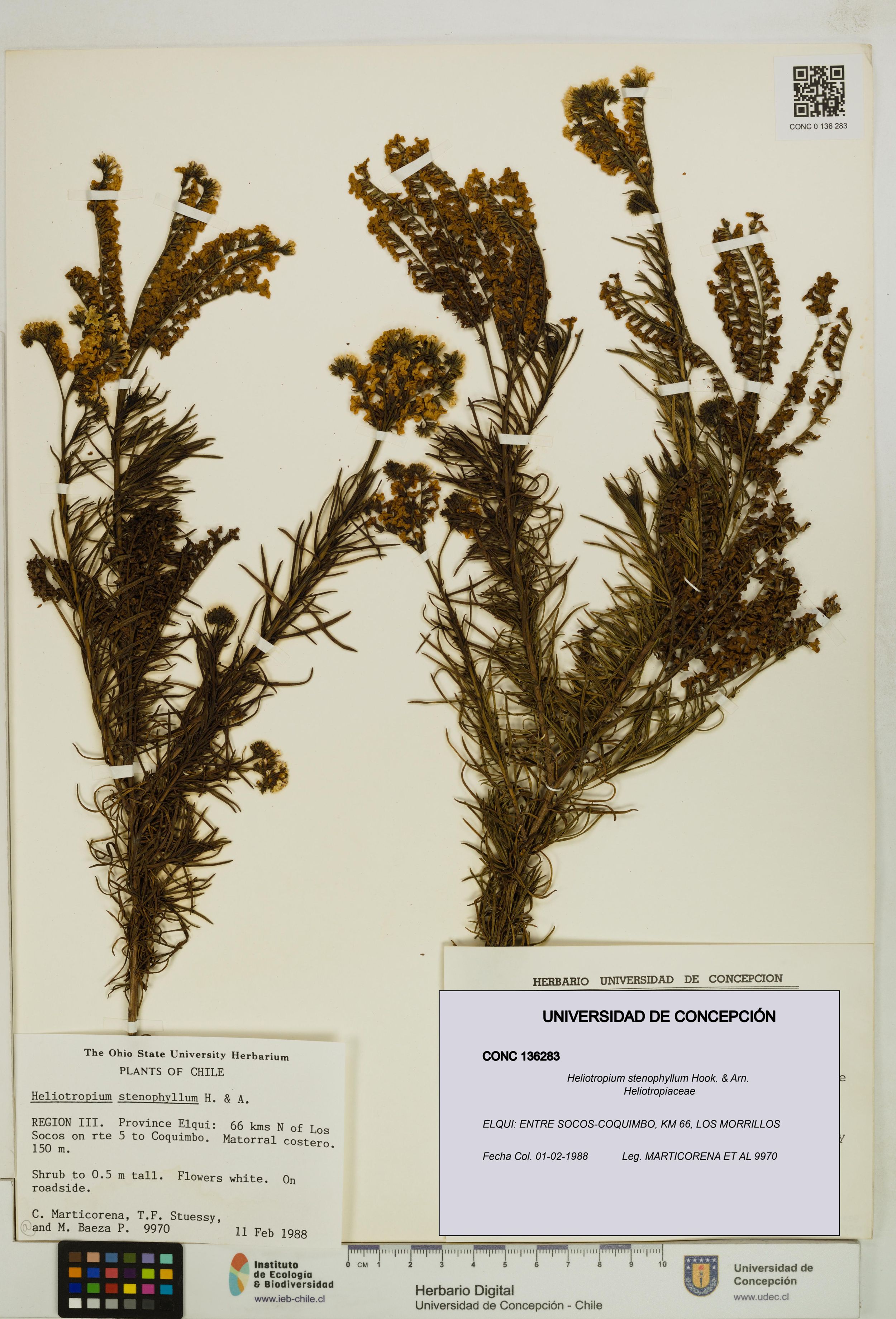 Heliotropium stenophyllum [Espécimen: ]