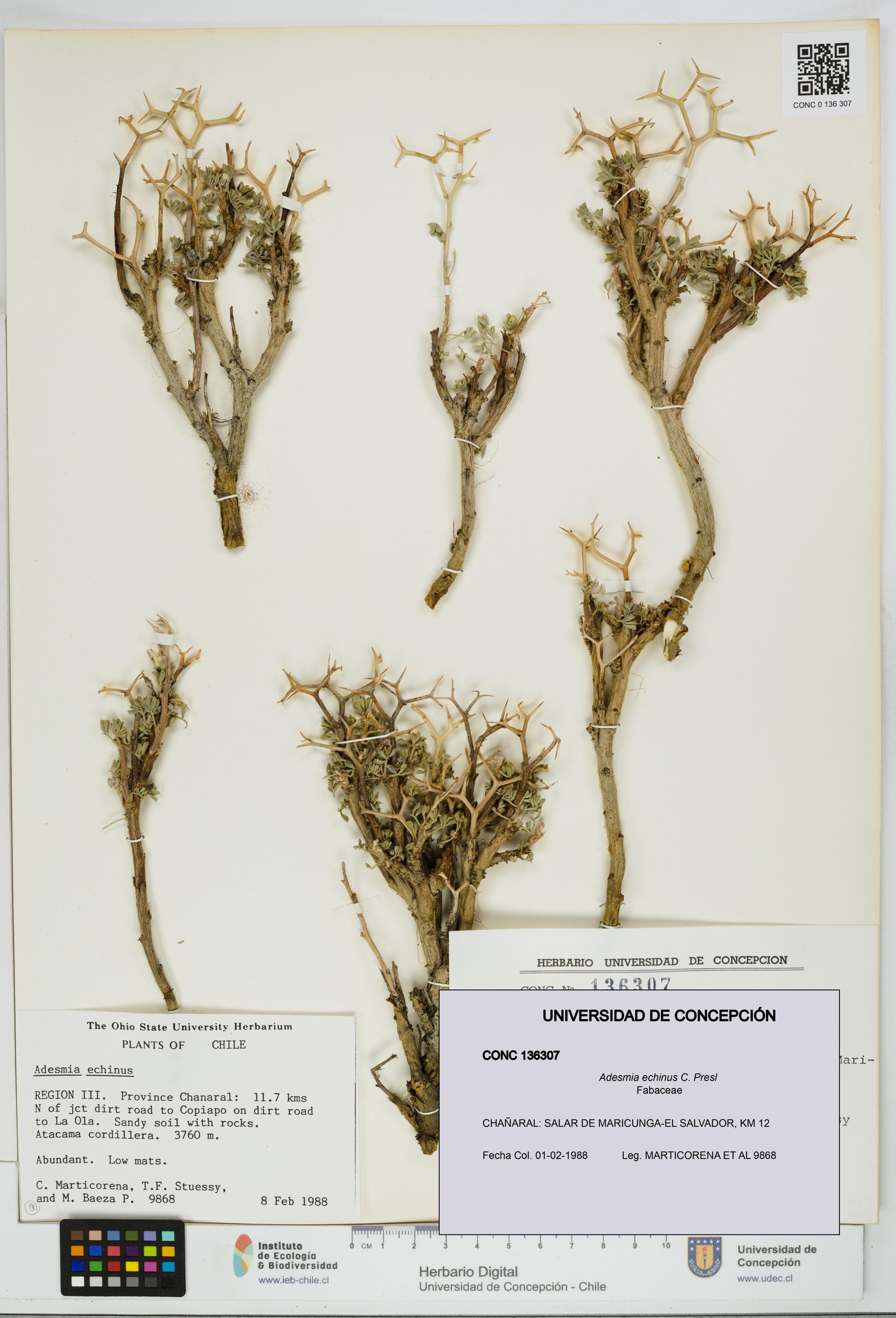Adesmia echinus [Espécimen: ]