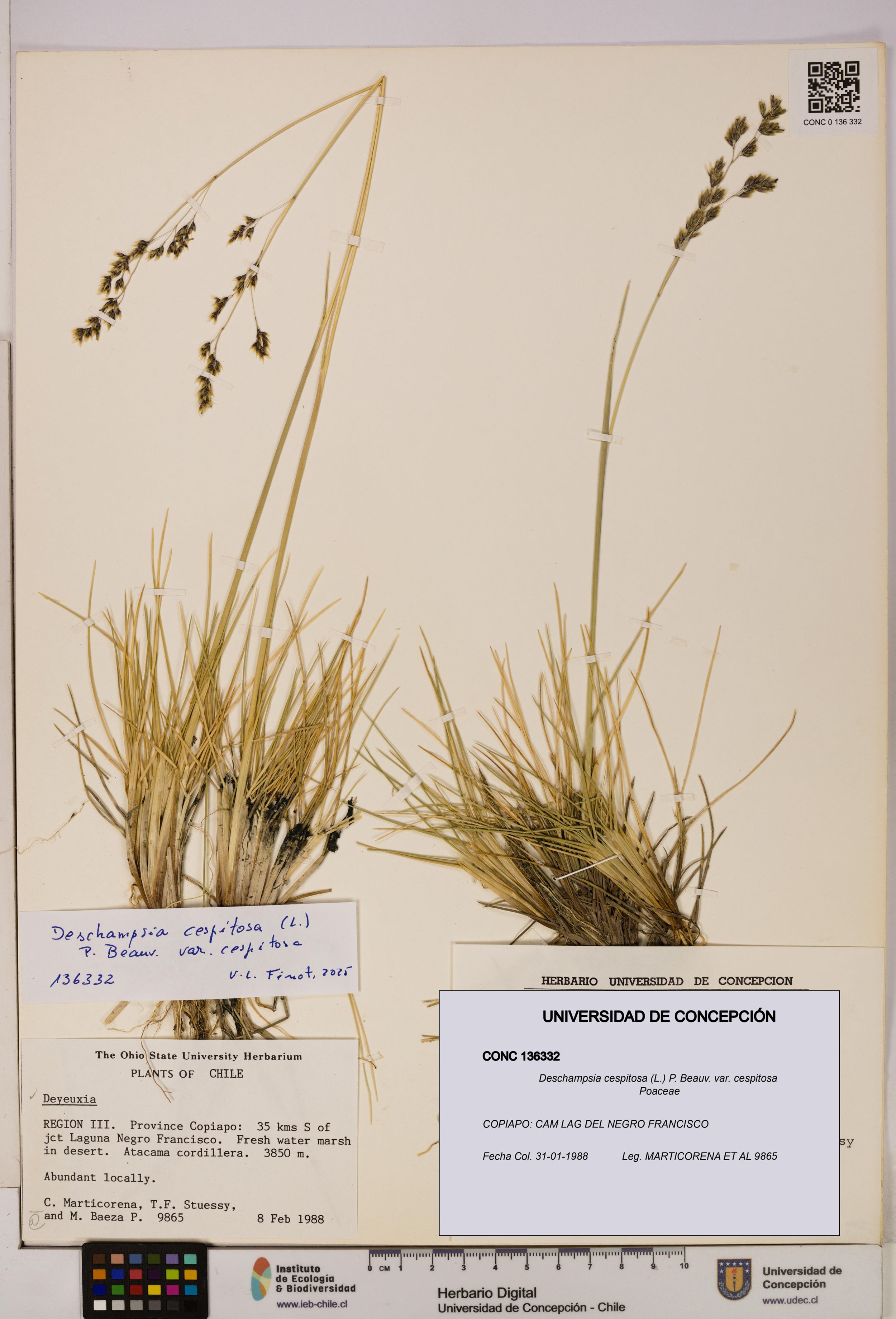 Deschampsia cespitosa var. cespitosa [Espécimen: ]
