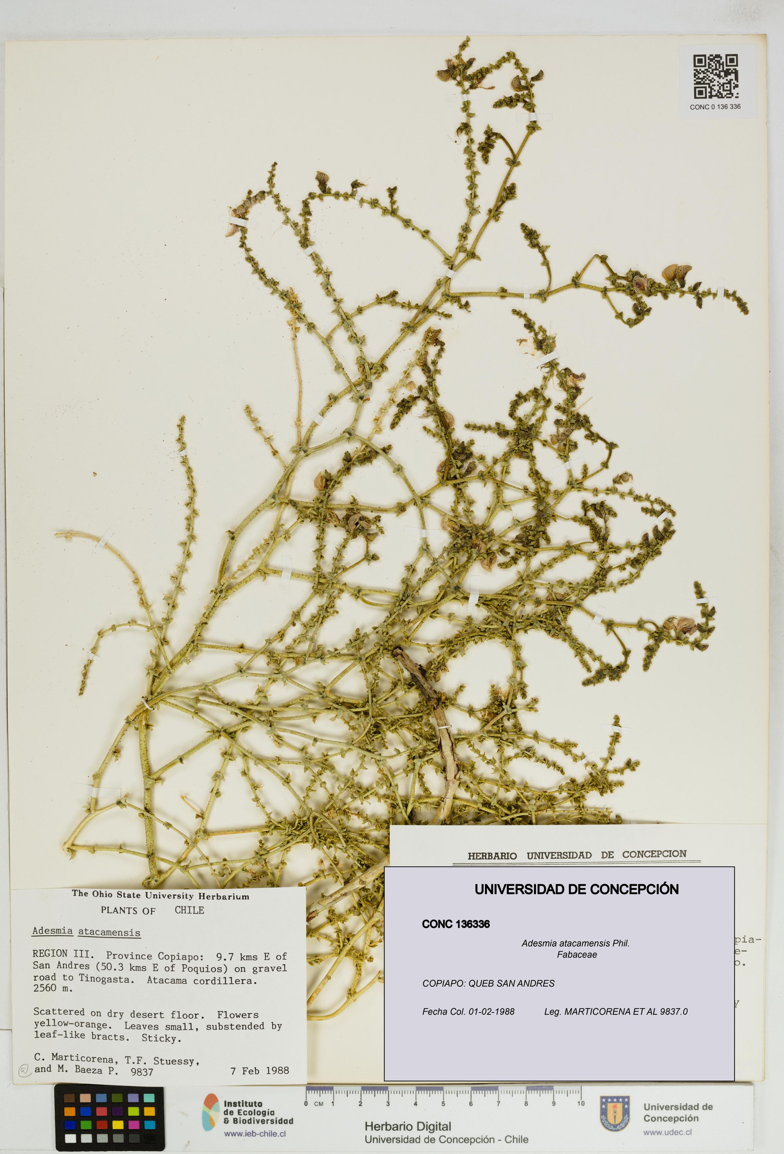 Adesmia atacamensis [Espécimen: ]