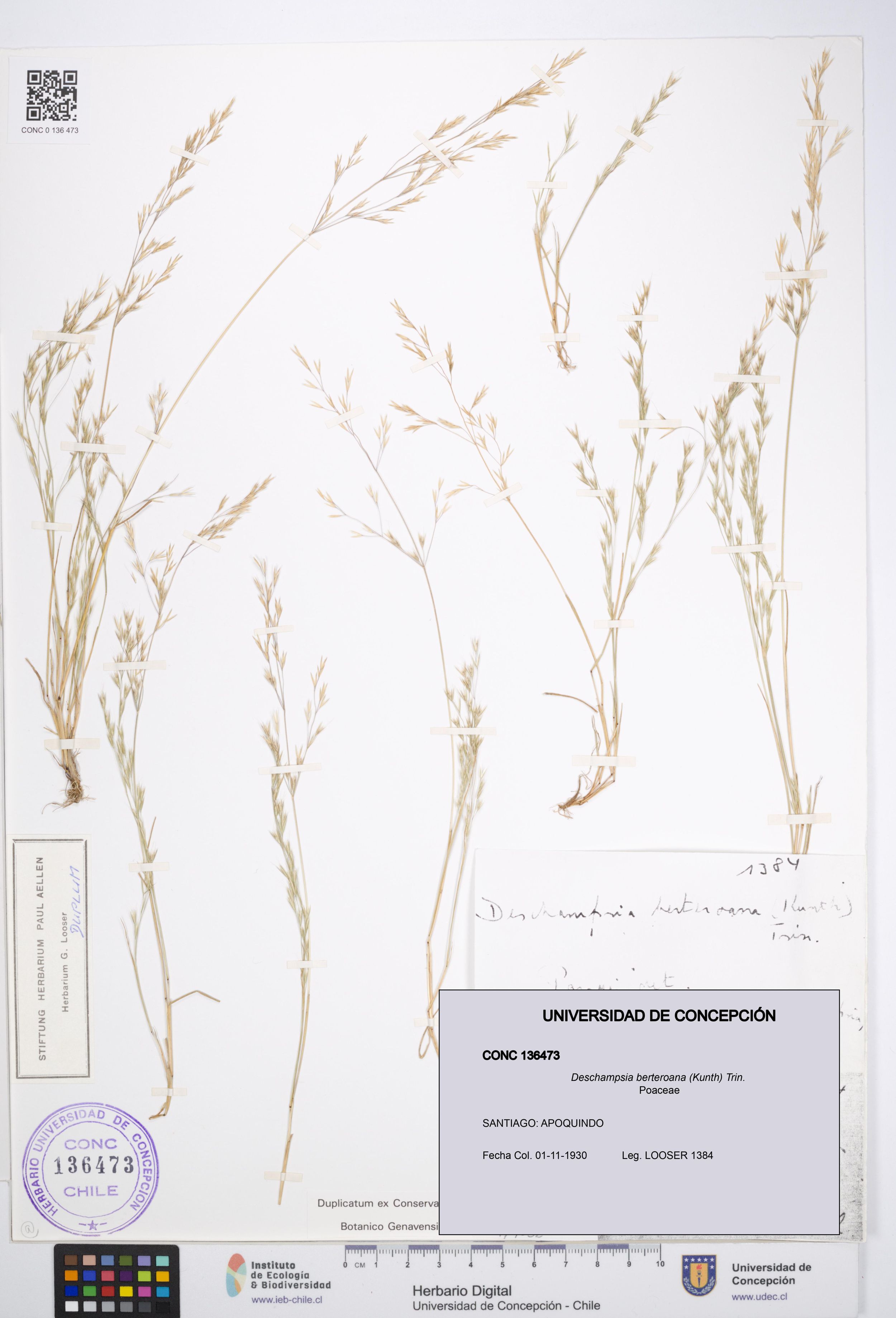 Deschampsia berteroana [Espécimen: ]