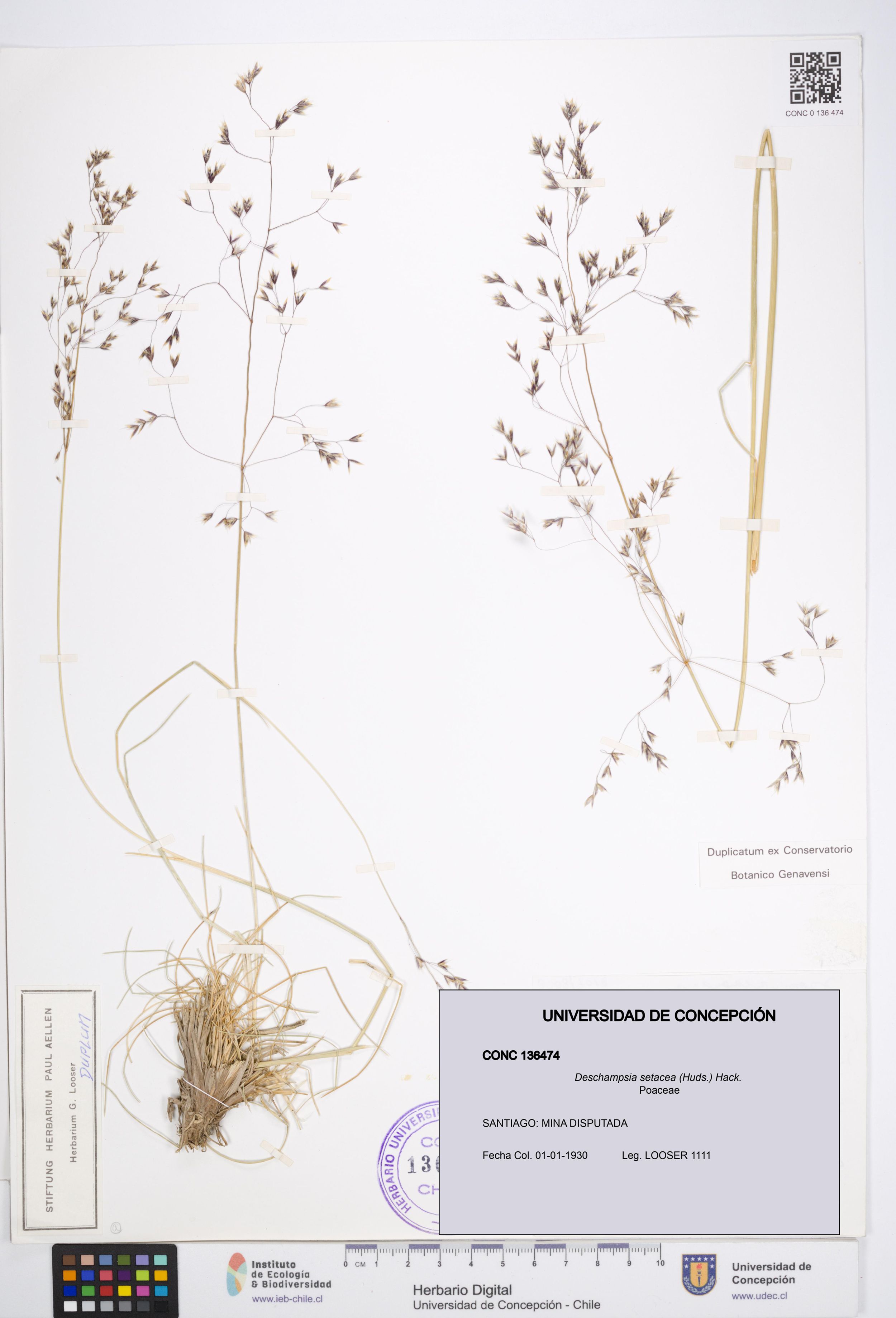 Deschampsia setacea [Espécimen: ]
