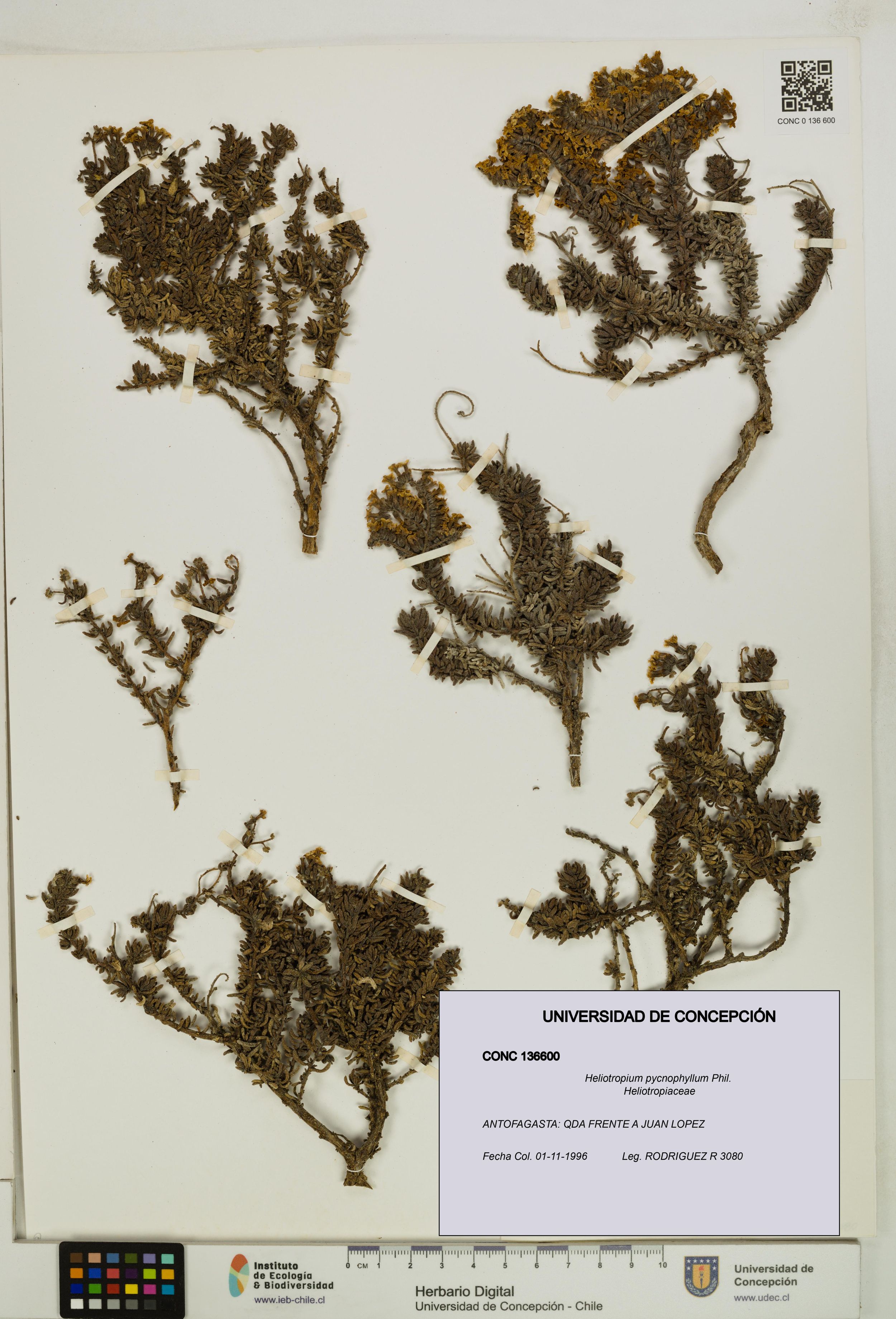 Heliotropium pycnophyllum [Espécimen: ]