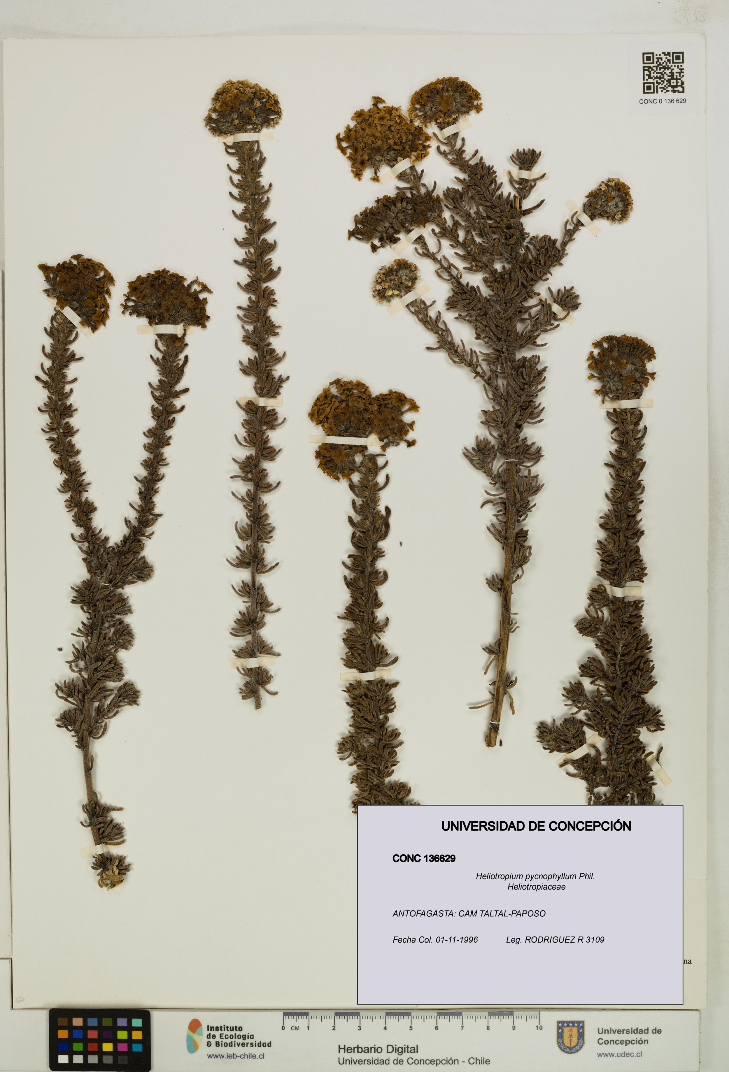 Heliotropium pycnophyllum [Espécimen: ]