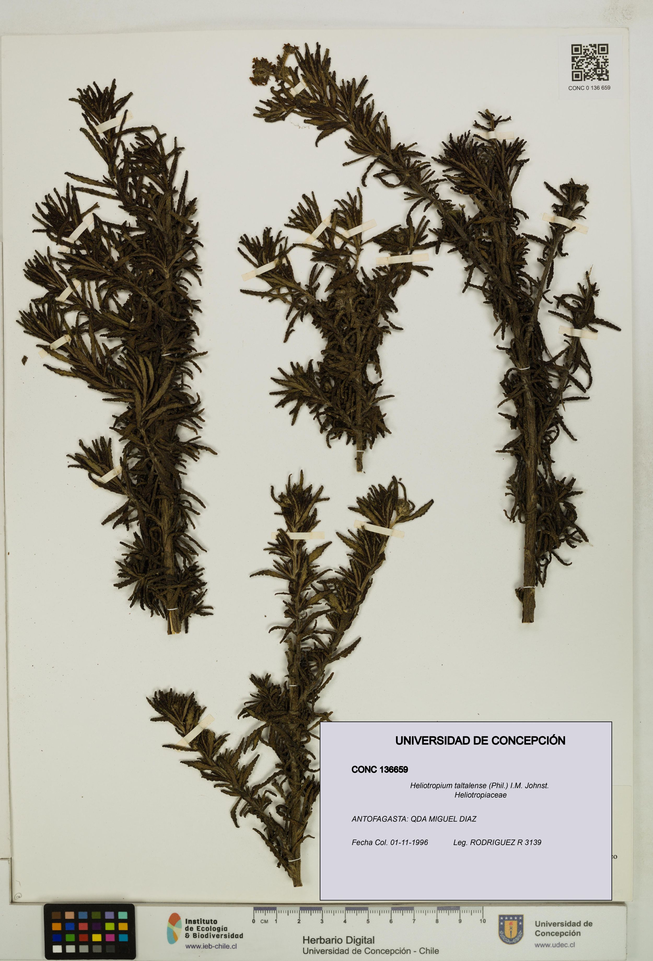 Heliotropium taltalense [Espécimen: ]