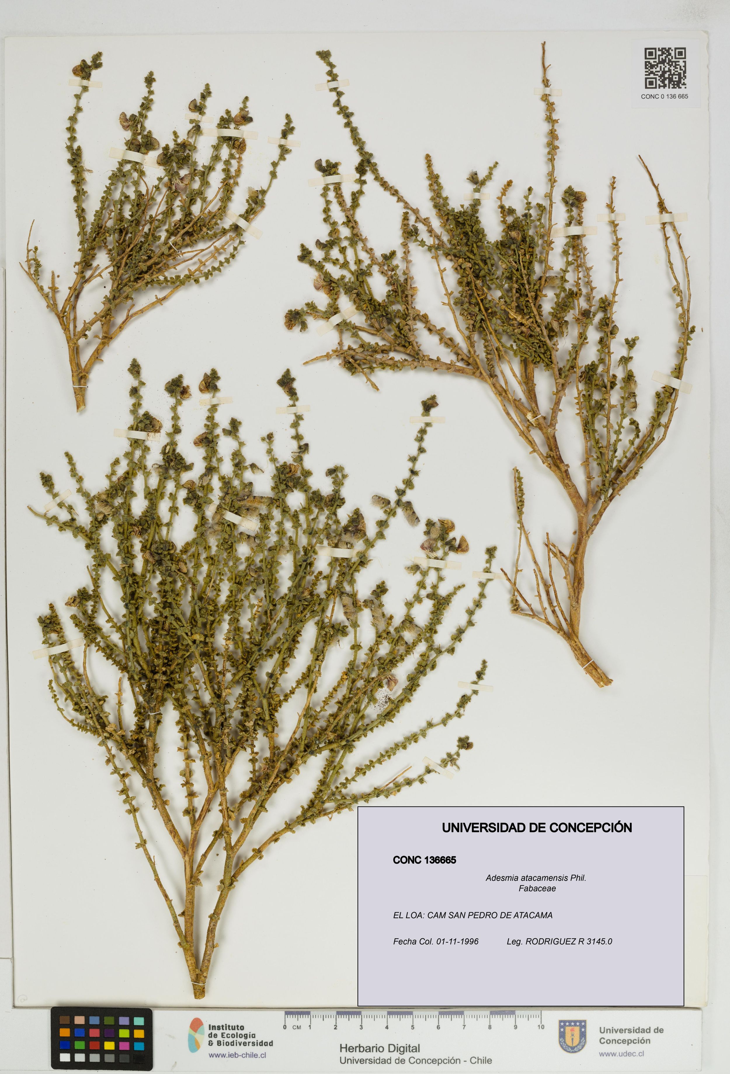 Adesmia atacamensis [Espécimen: ]