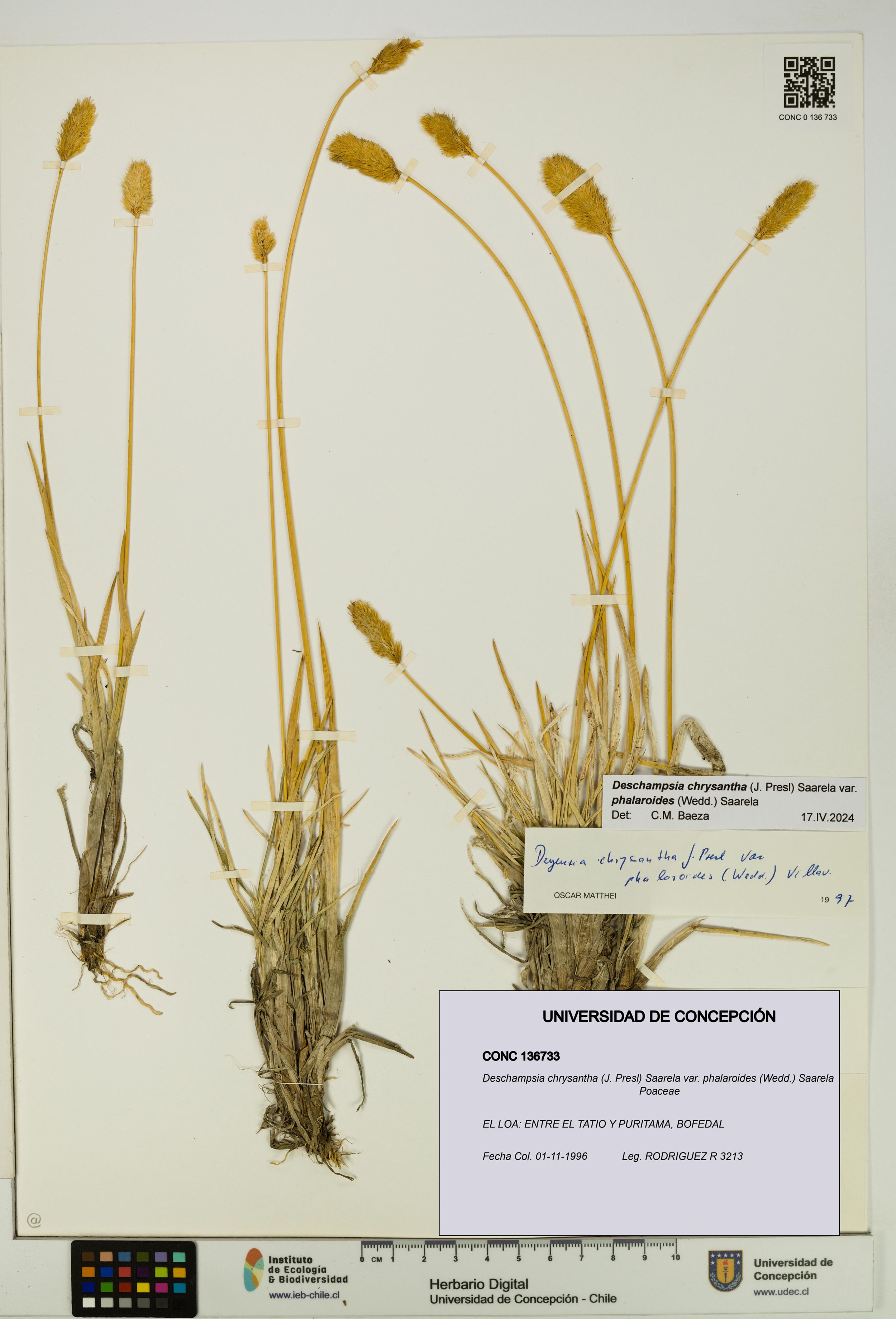 Deschampsia chrysantha var. phalaroides [Espécimen: ]