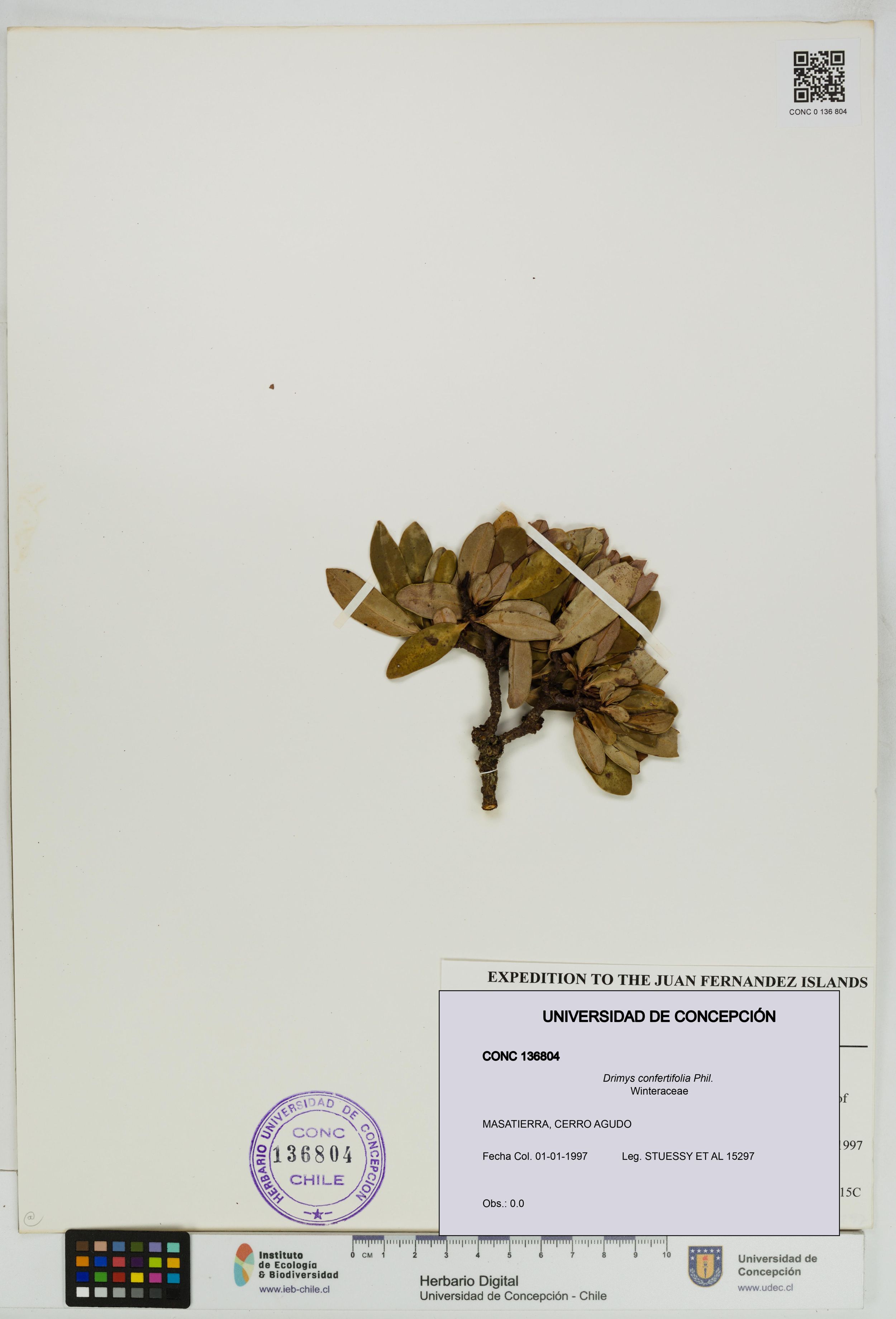 Drimys confertifolia [Espécimen: ]