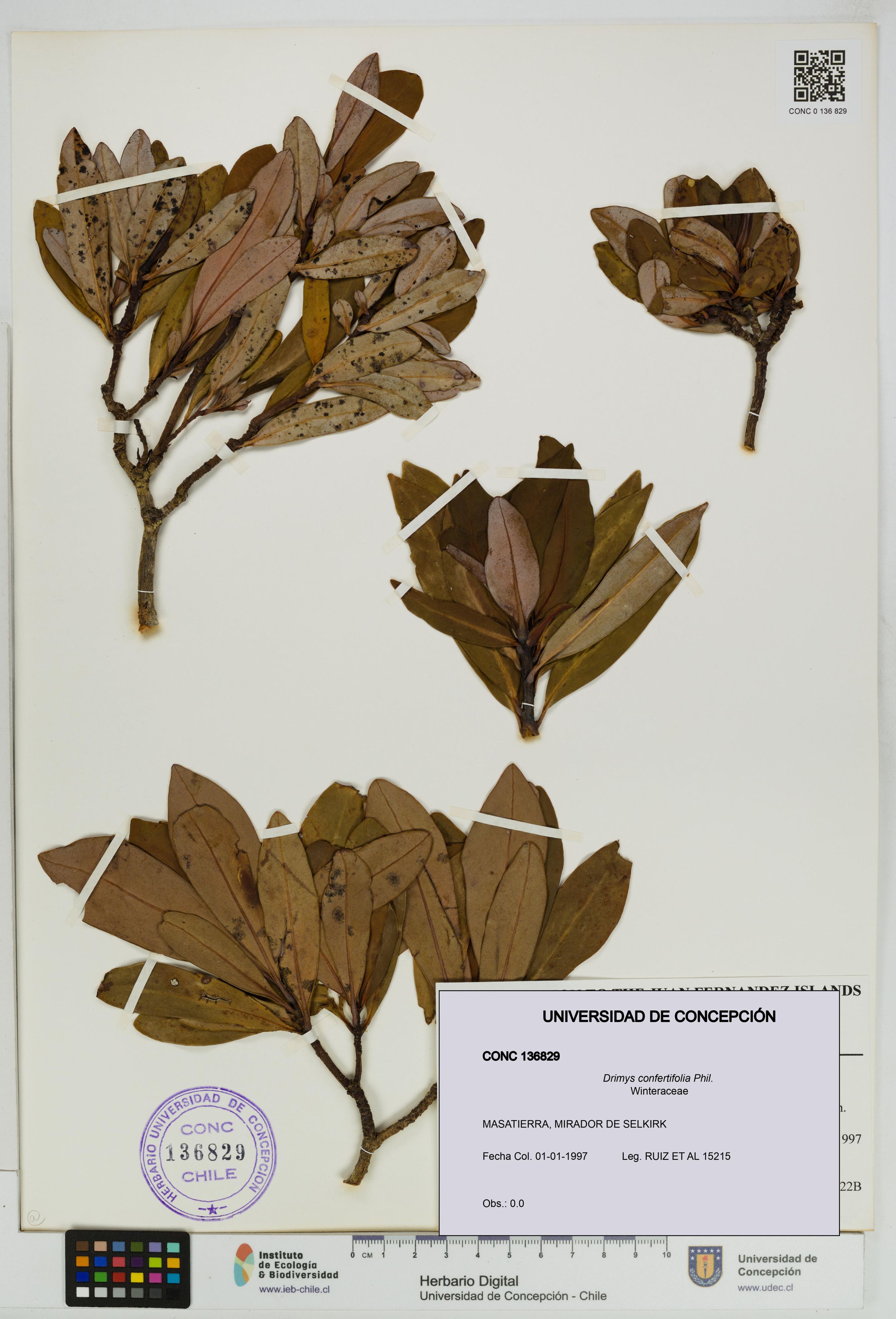 Drimys confertifolia [Espécimen: ]