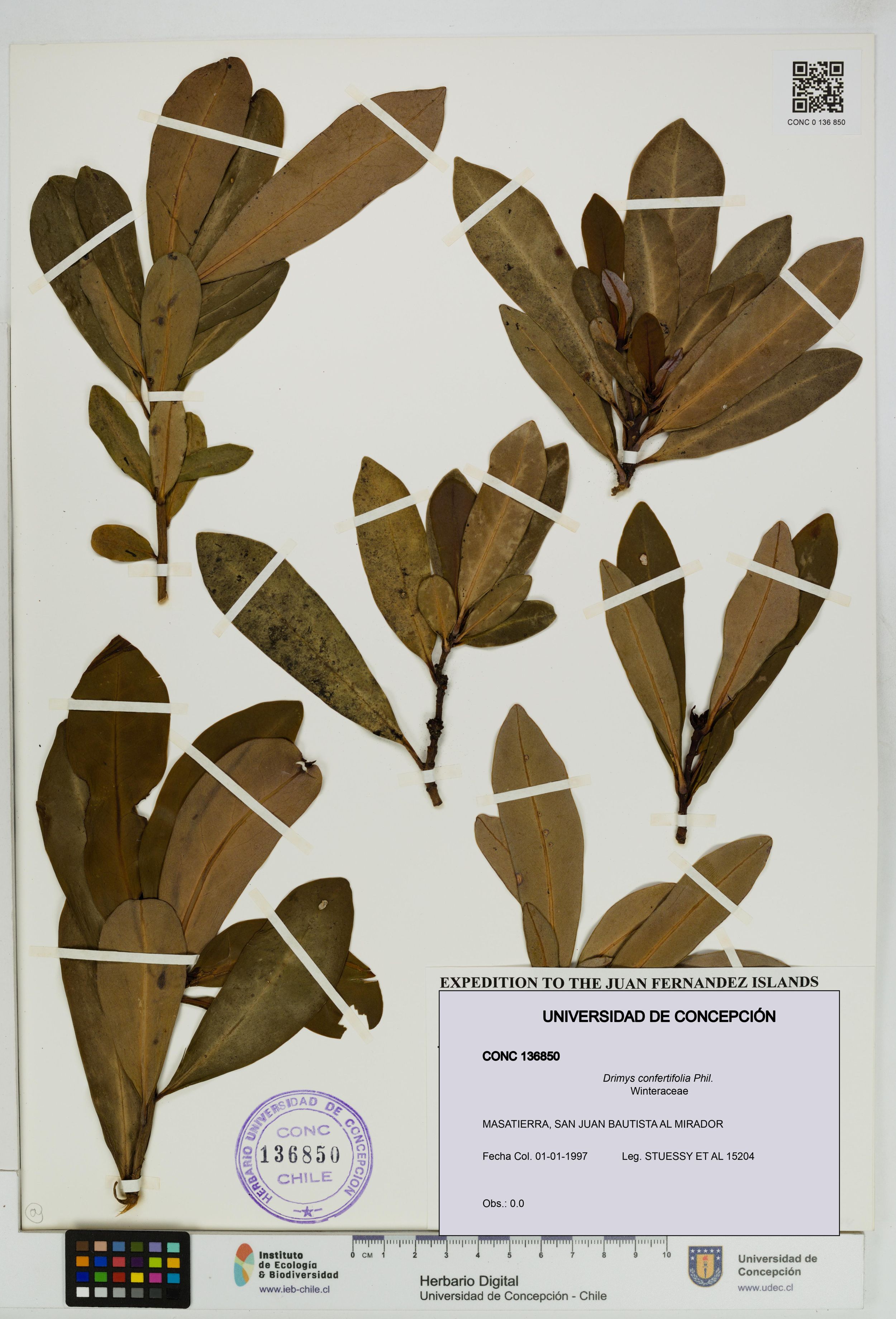 Drimys confertifolia [Espécimen: ]
