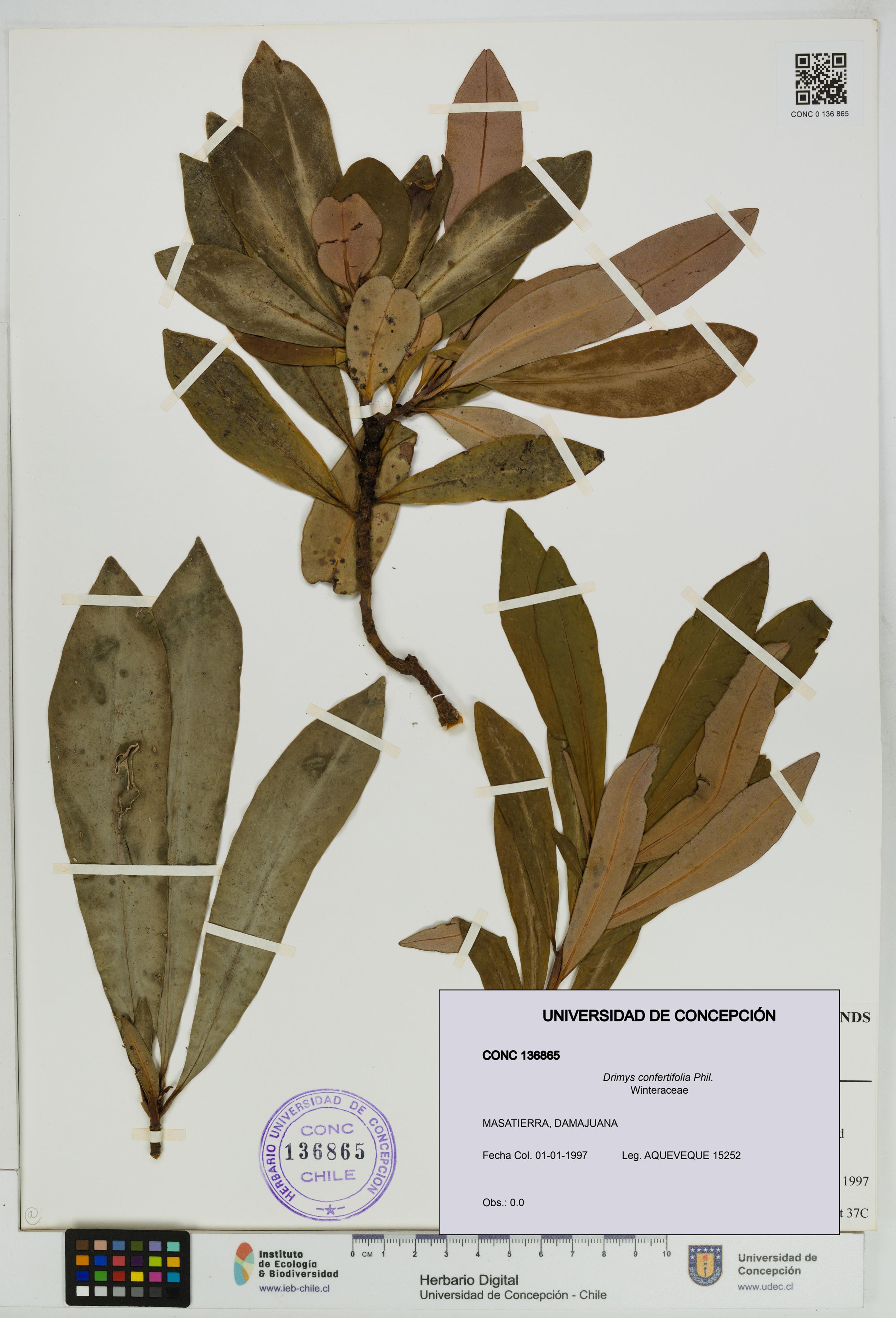 Drimys confertifolia [Espécimen: ]