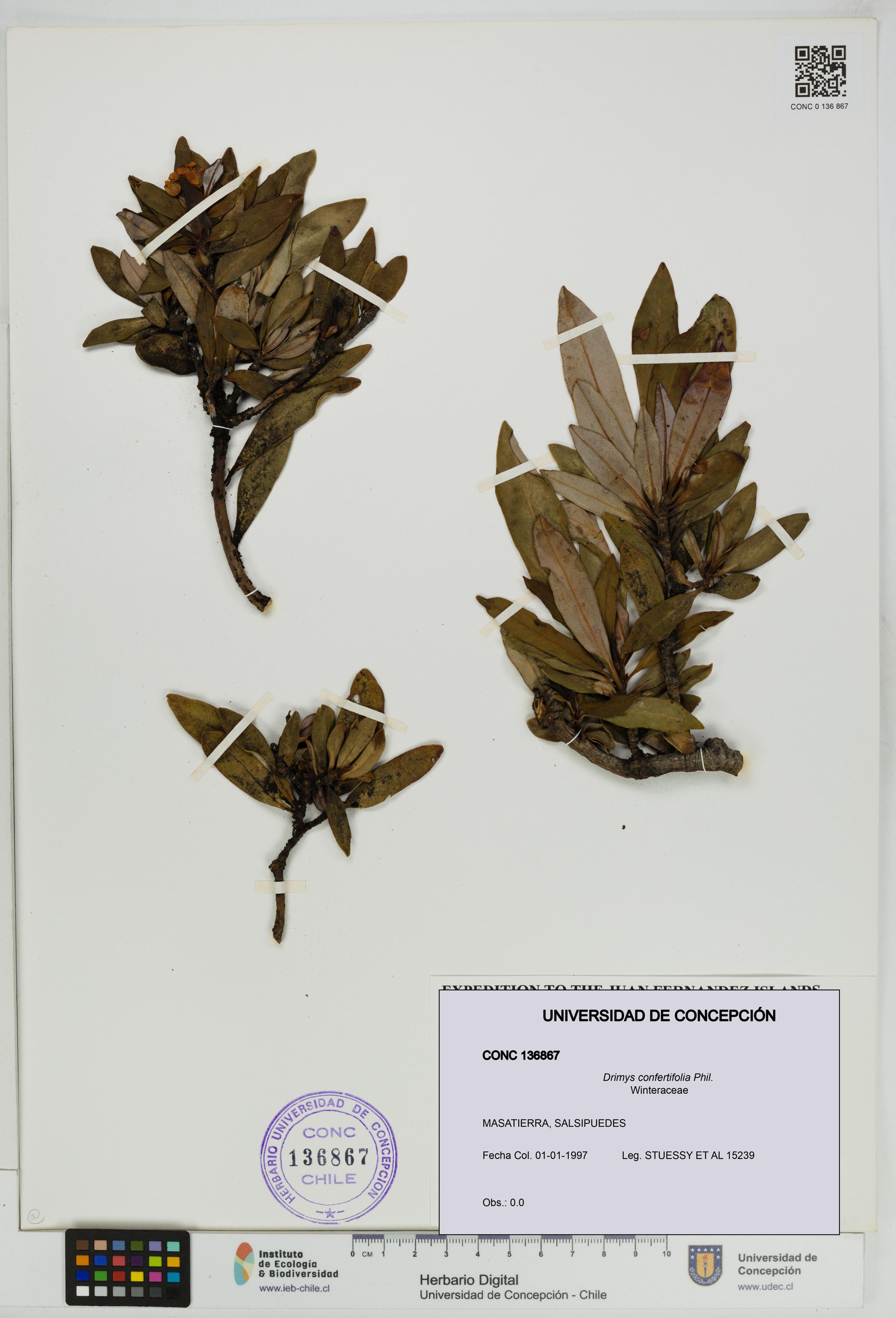 Drimys confertifolia [Espécimen: ]