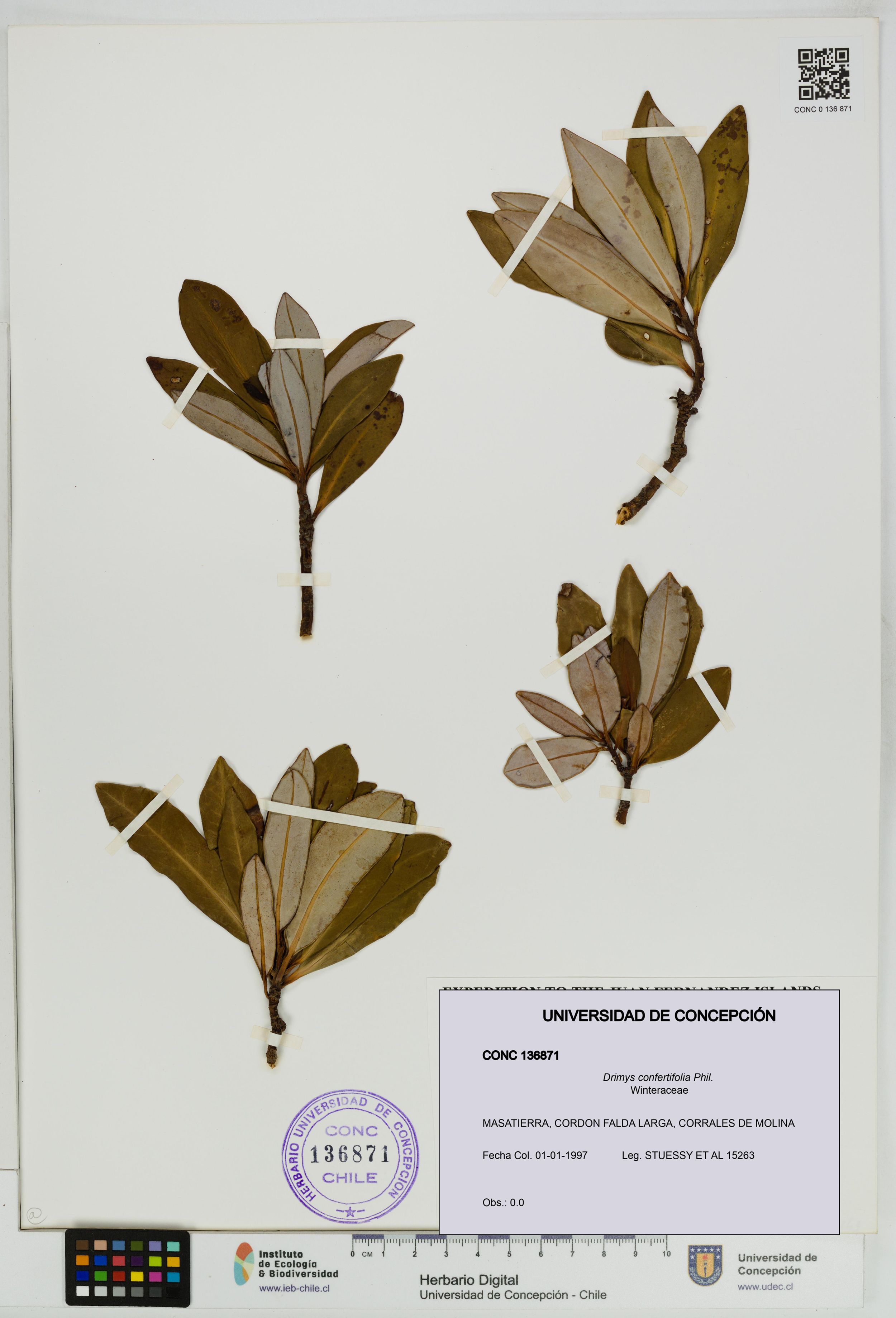 Drimys confertifolia [Espécimen: ]