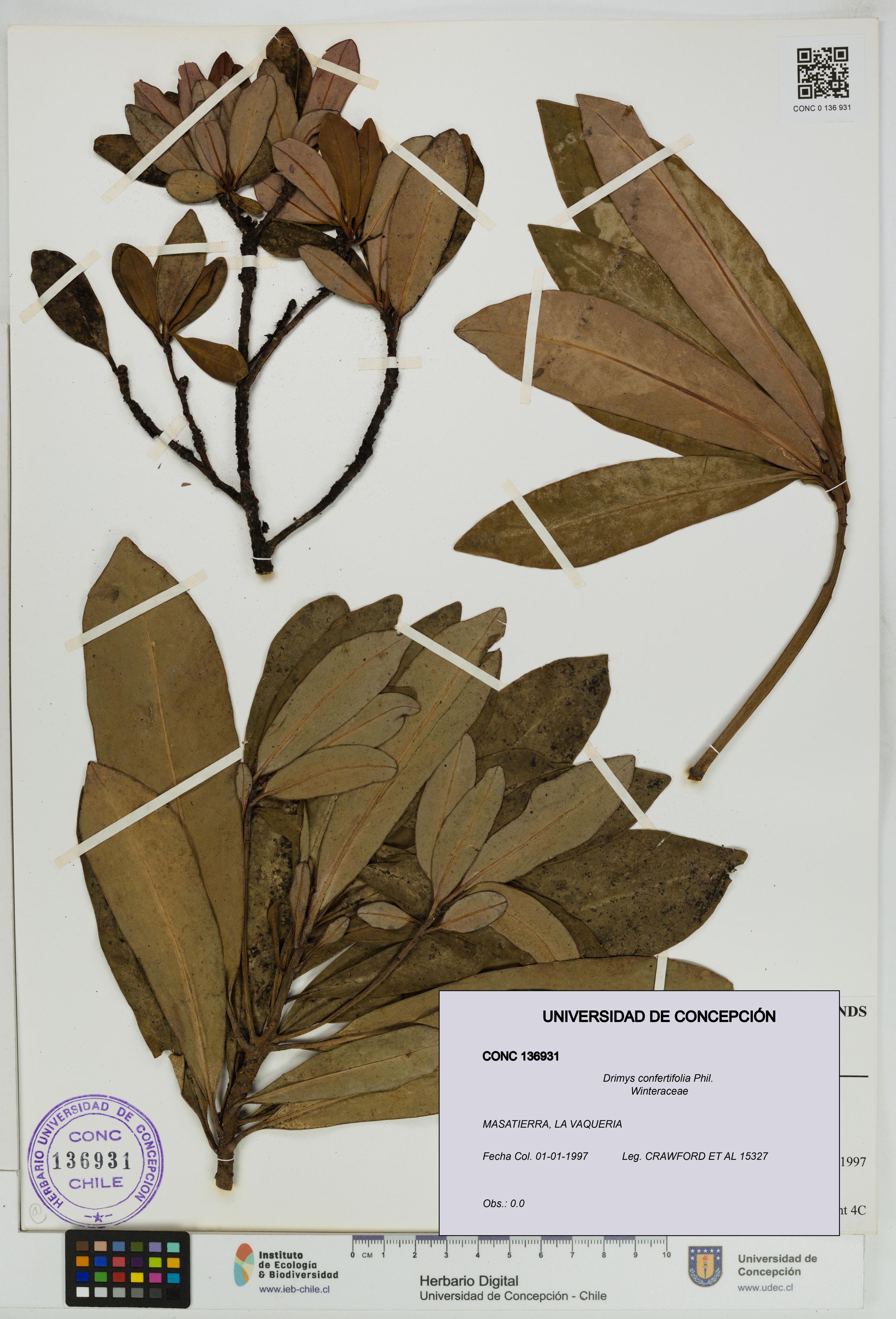 Drimys confertifolia [Espécimen: ]