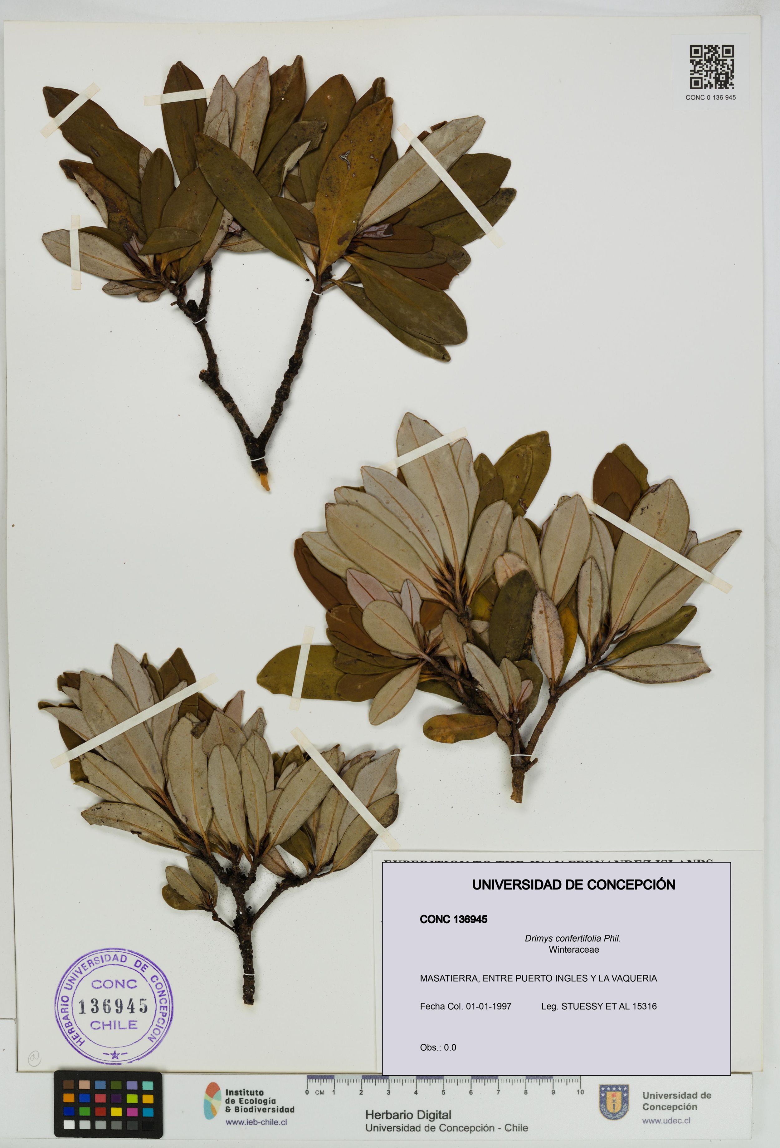 Drimys confertifolia [Espécimen: ]