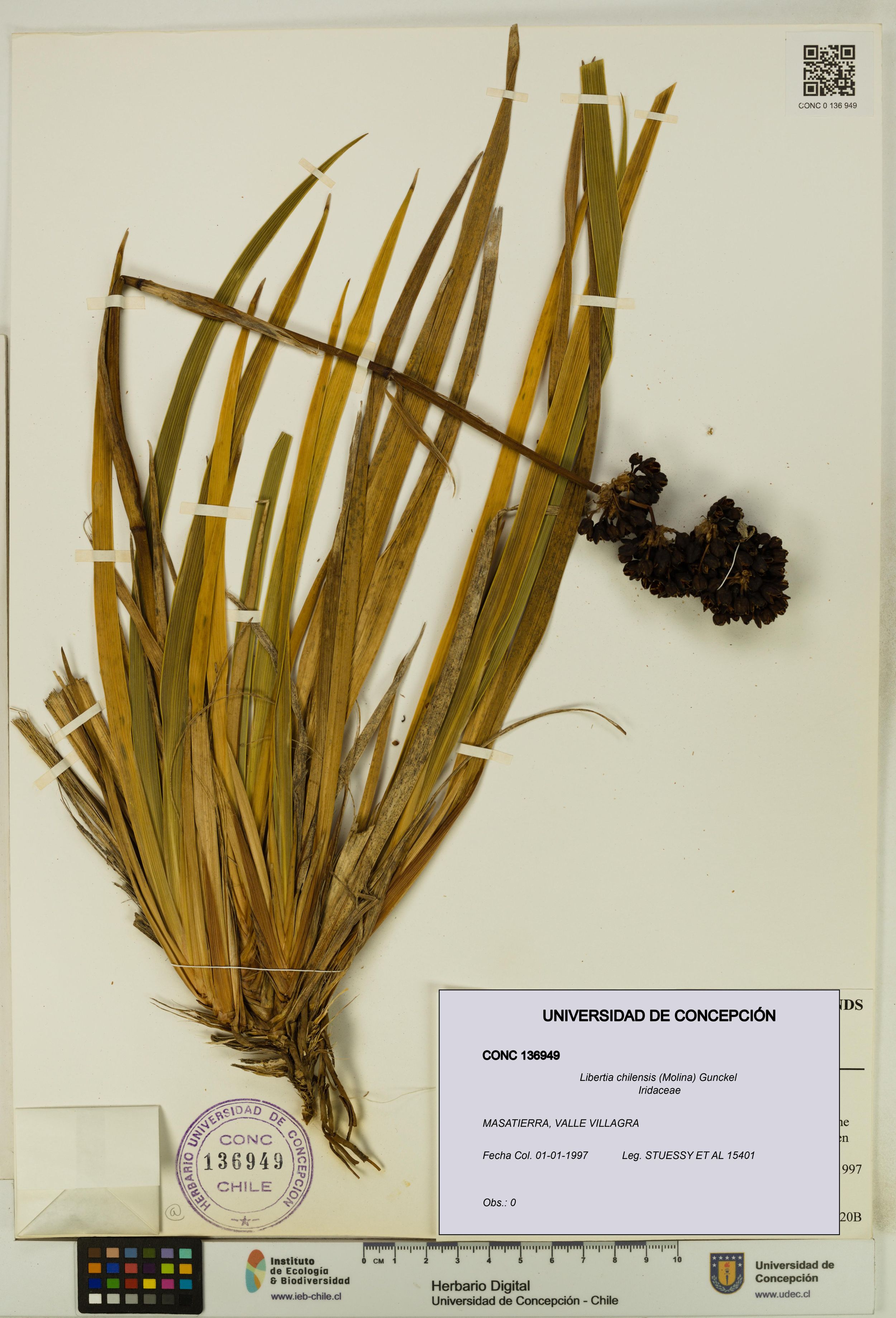 Libertia chilensis [Espécimen: ]