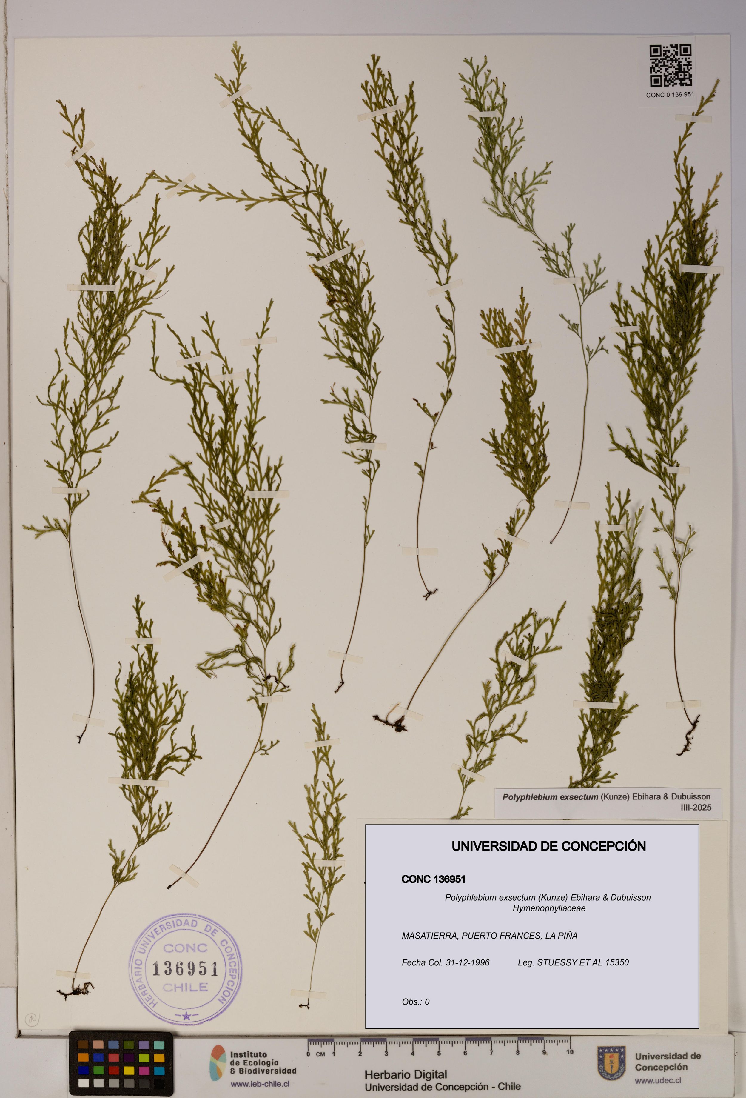 Polyphlebium exsectum [Espécimen: ]