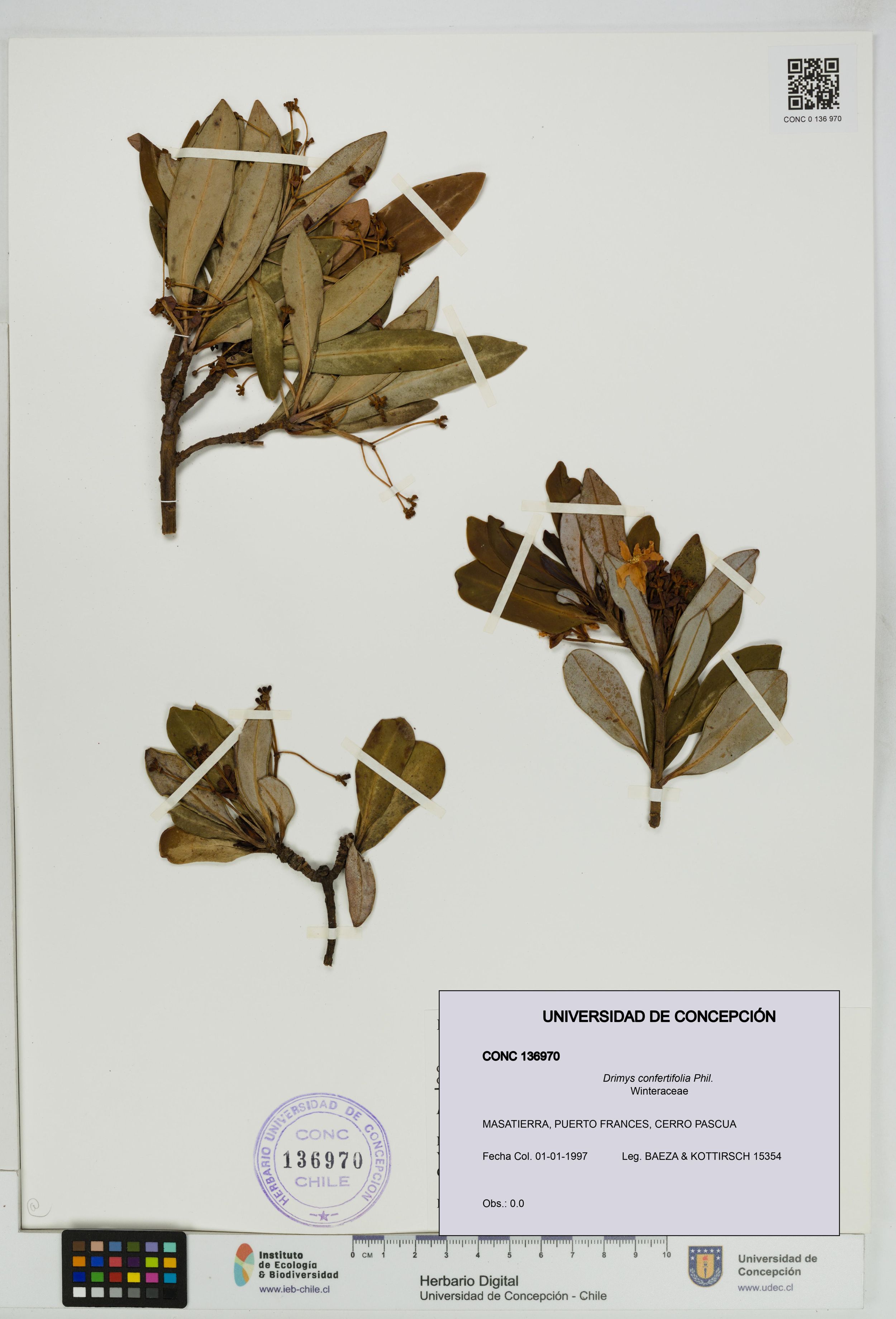 Drimys confertifolia [Espécimen: ]