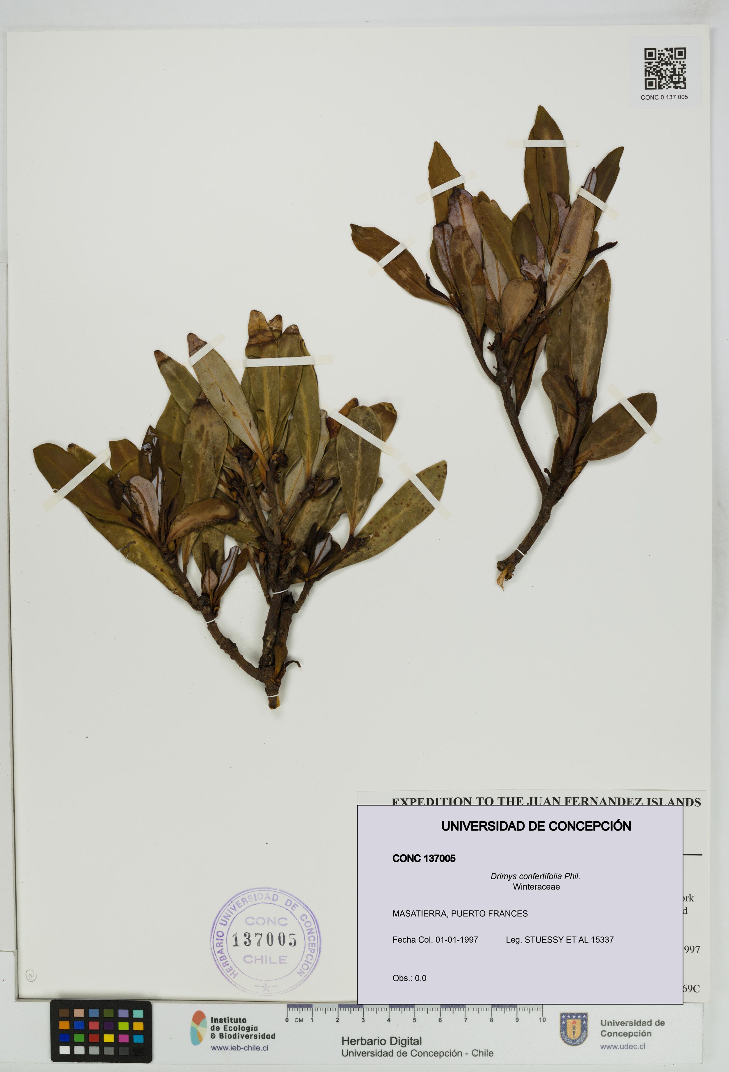 Drimys confertifolia [Espécimen: ]