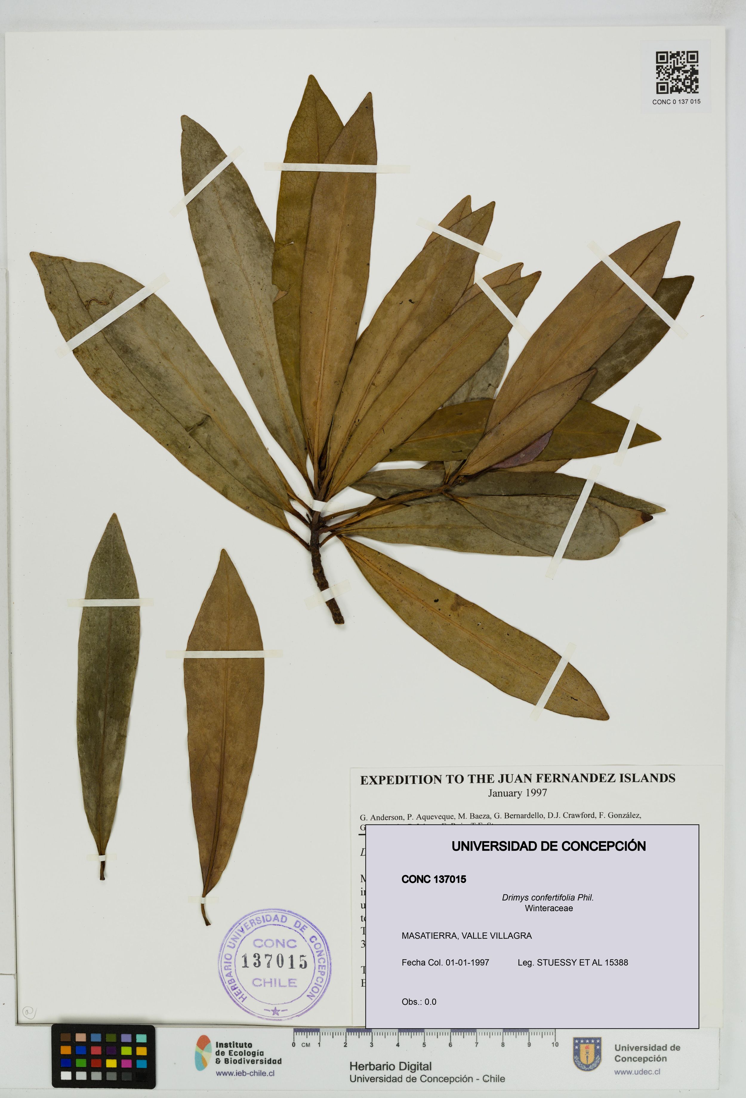 Drimys confertifolia [Espécimen: ]