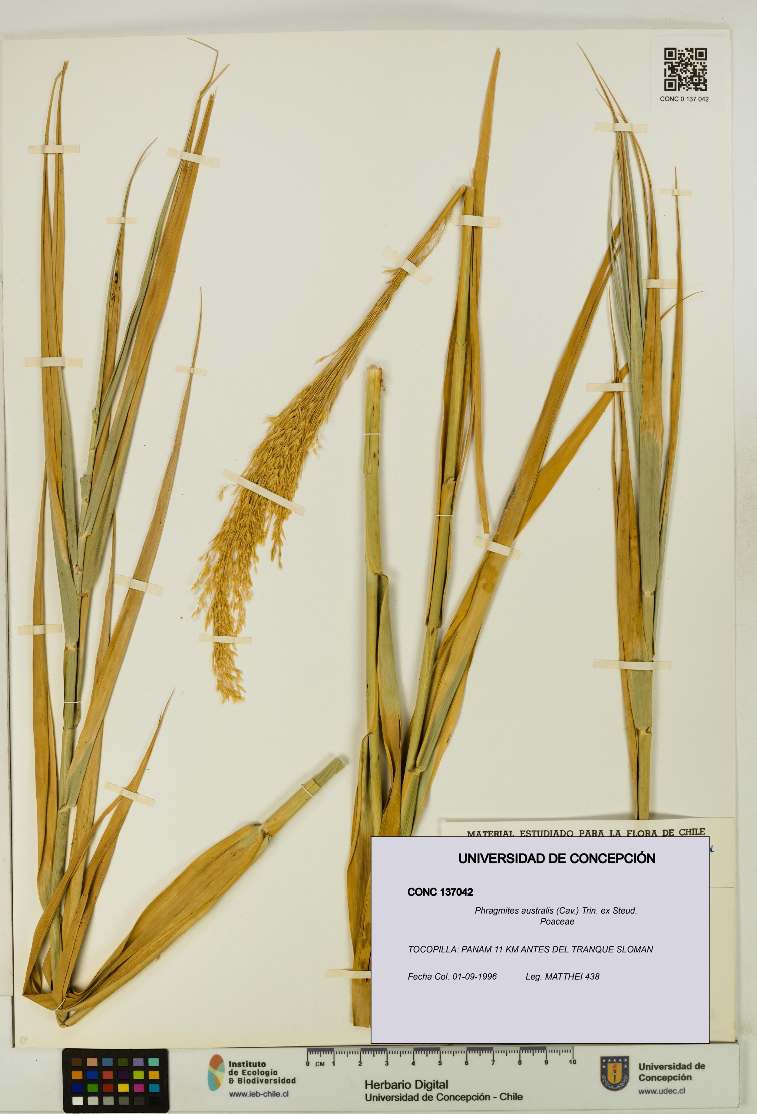 Phragmites australis [Espécimen: ]