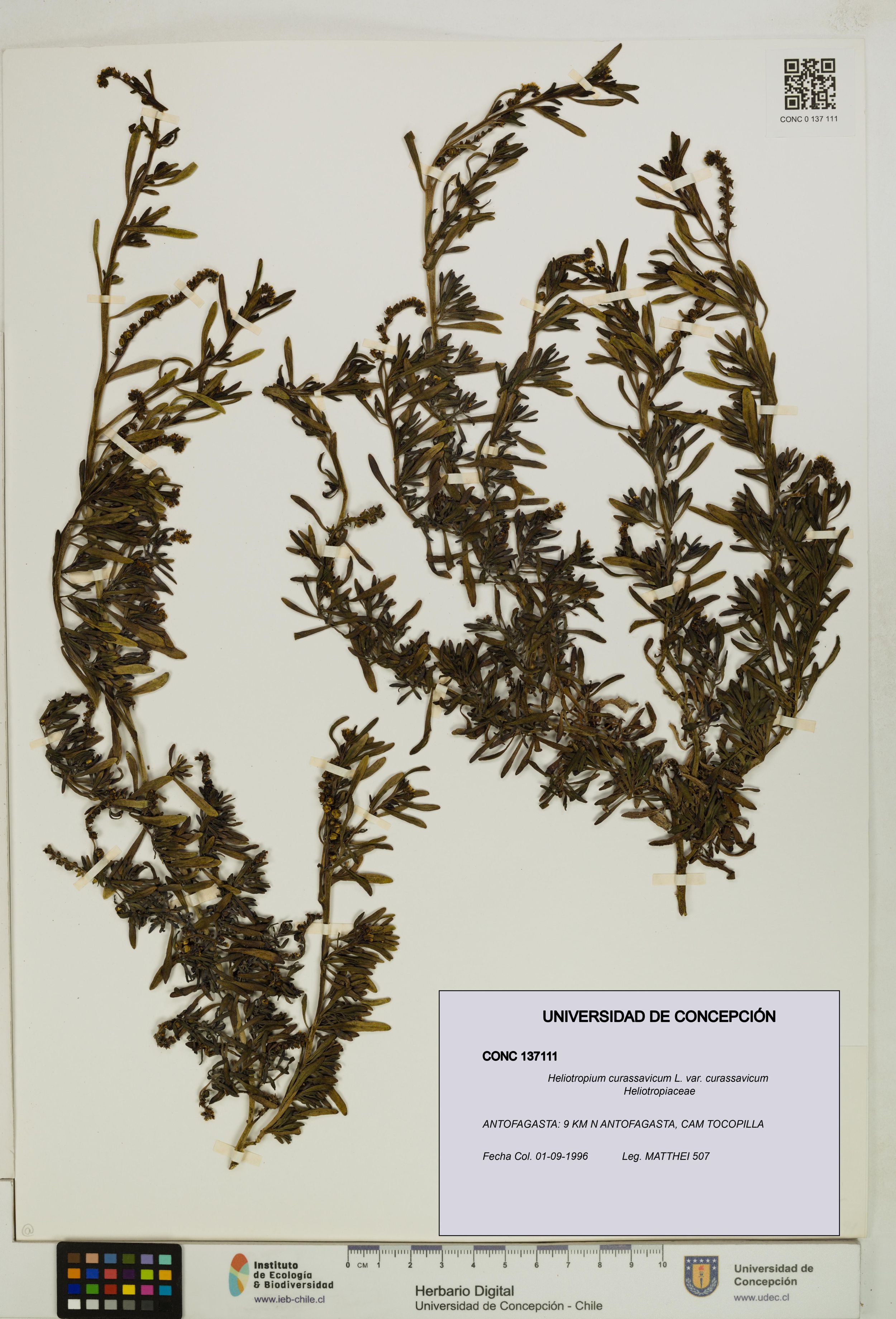 Heliotropium curassavicum var. curassavicum [Espécimen: ]
