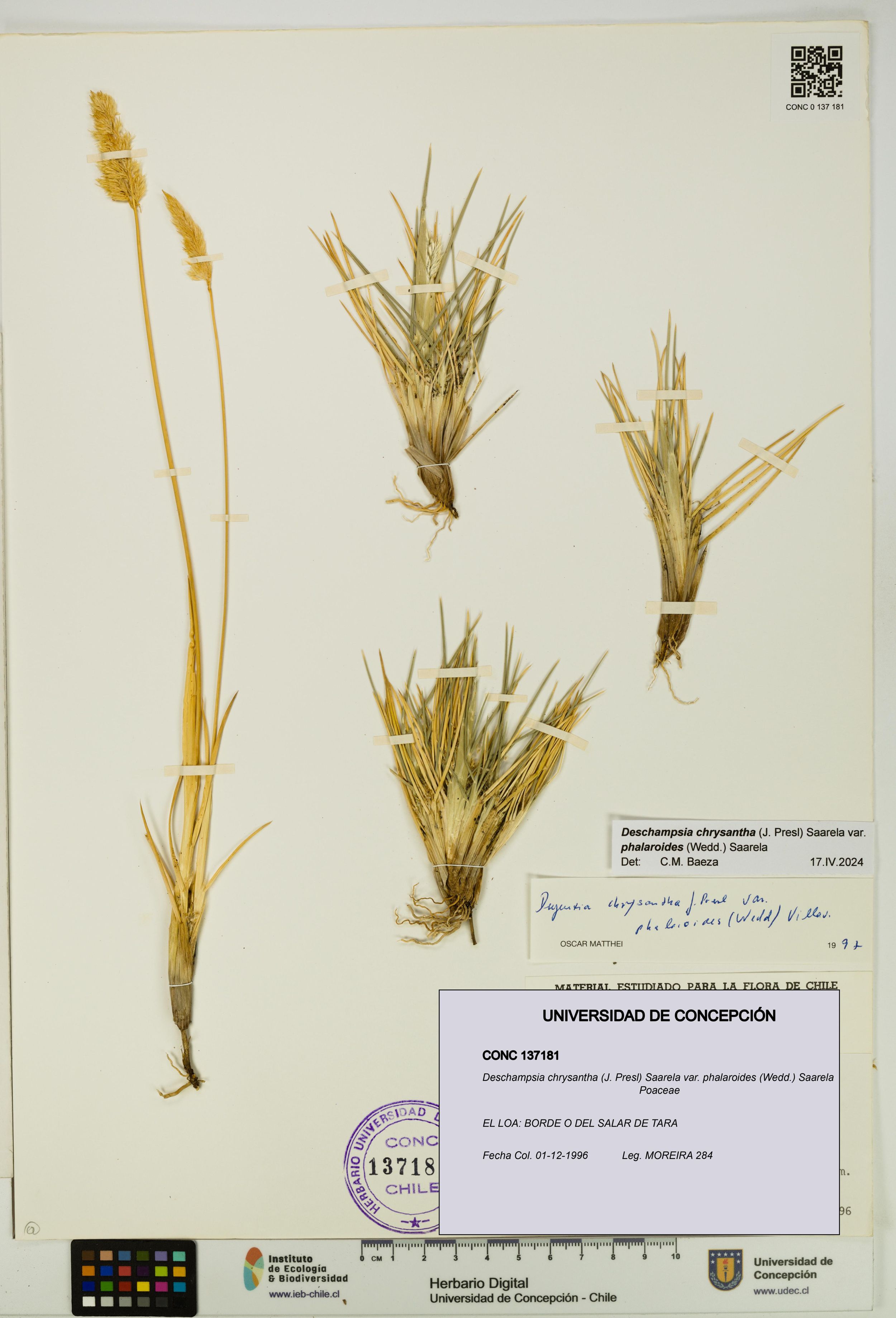 Deschampsia chrysantha var. phalaroides [Espécimen: ]