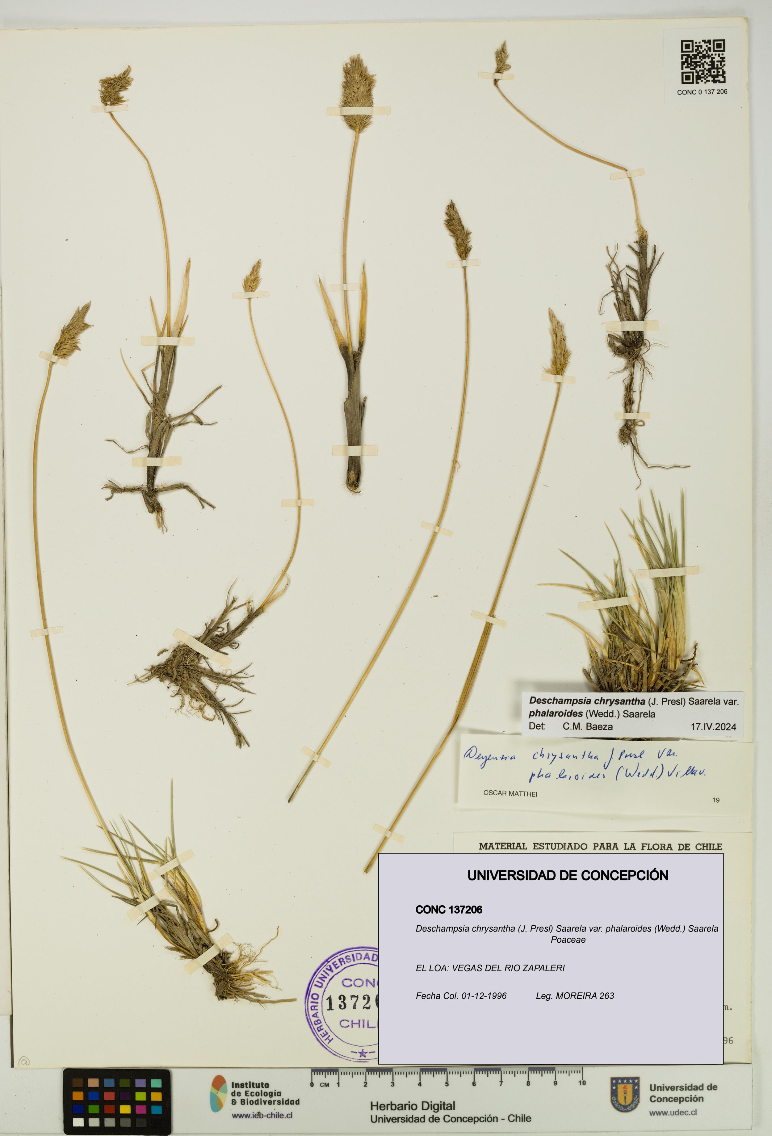 Deschampsia chrysantha var. phalaroides [Espécimen: ]