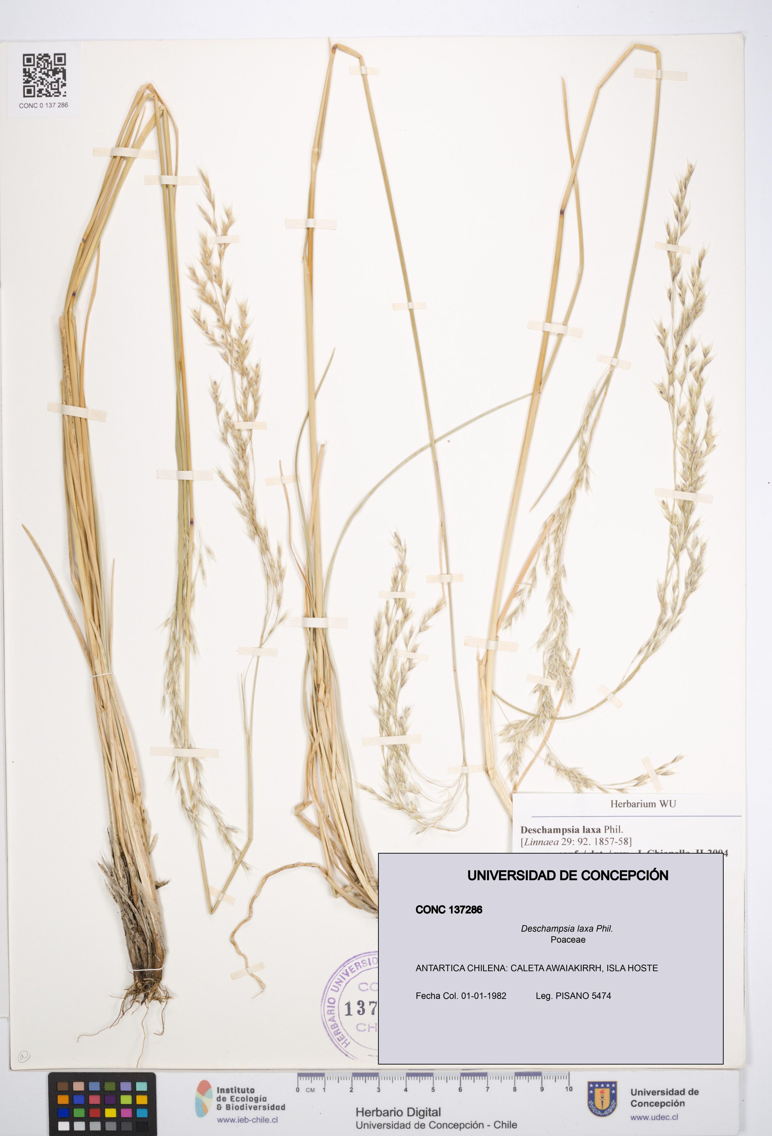 Deschampsia laxa [Espécimen: ]