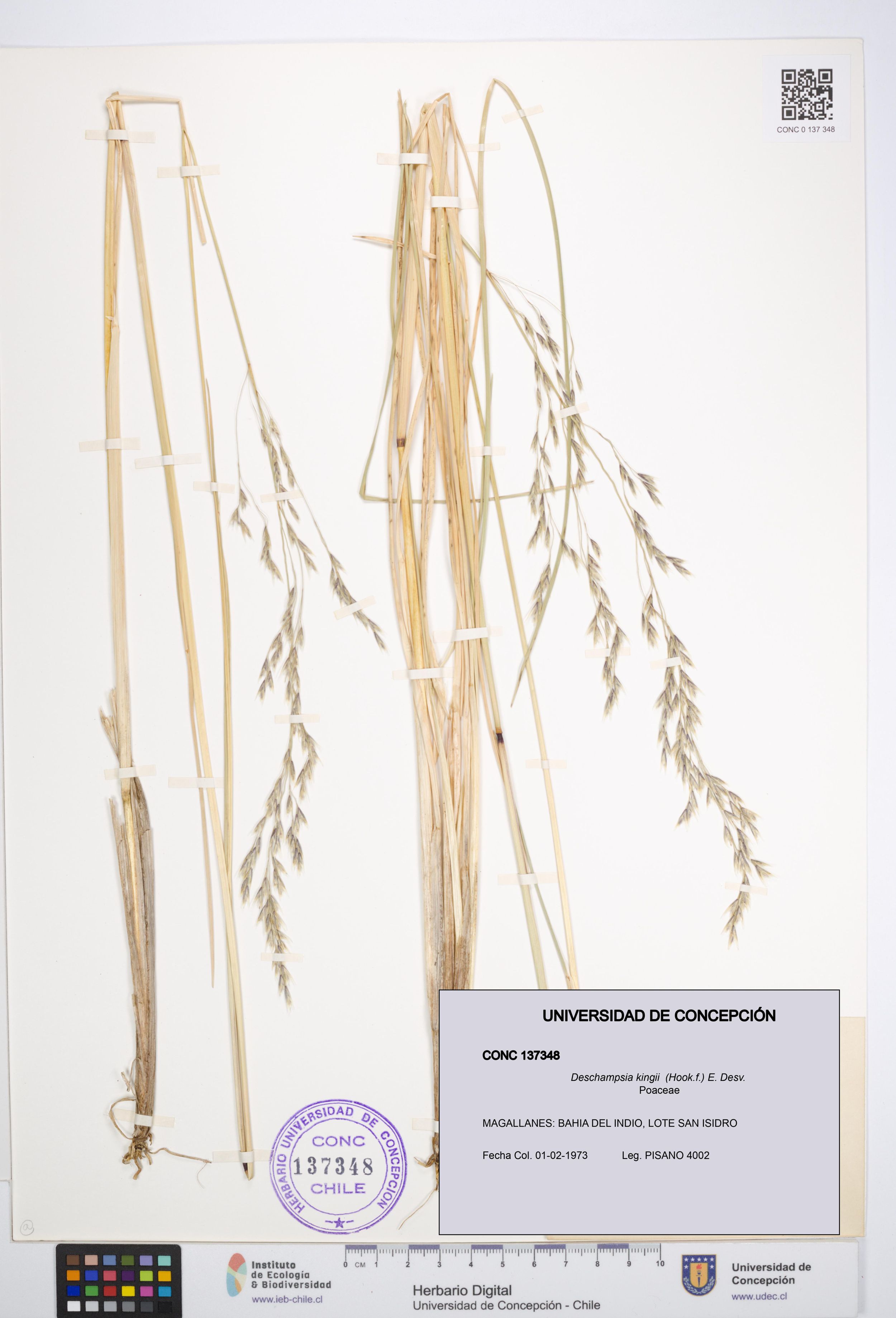 Deschampsia kingii [Espécimen: ]