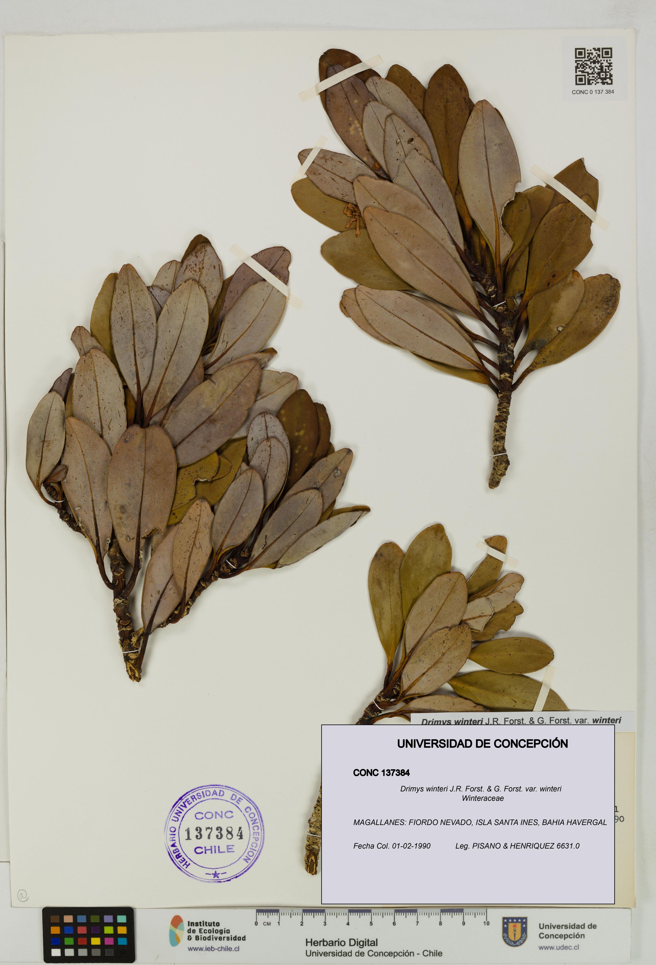 Drimys winteri var. winteri [Espécimen: ]