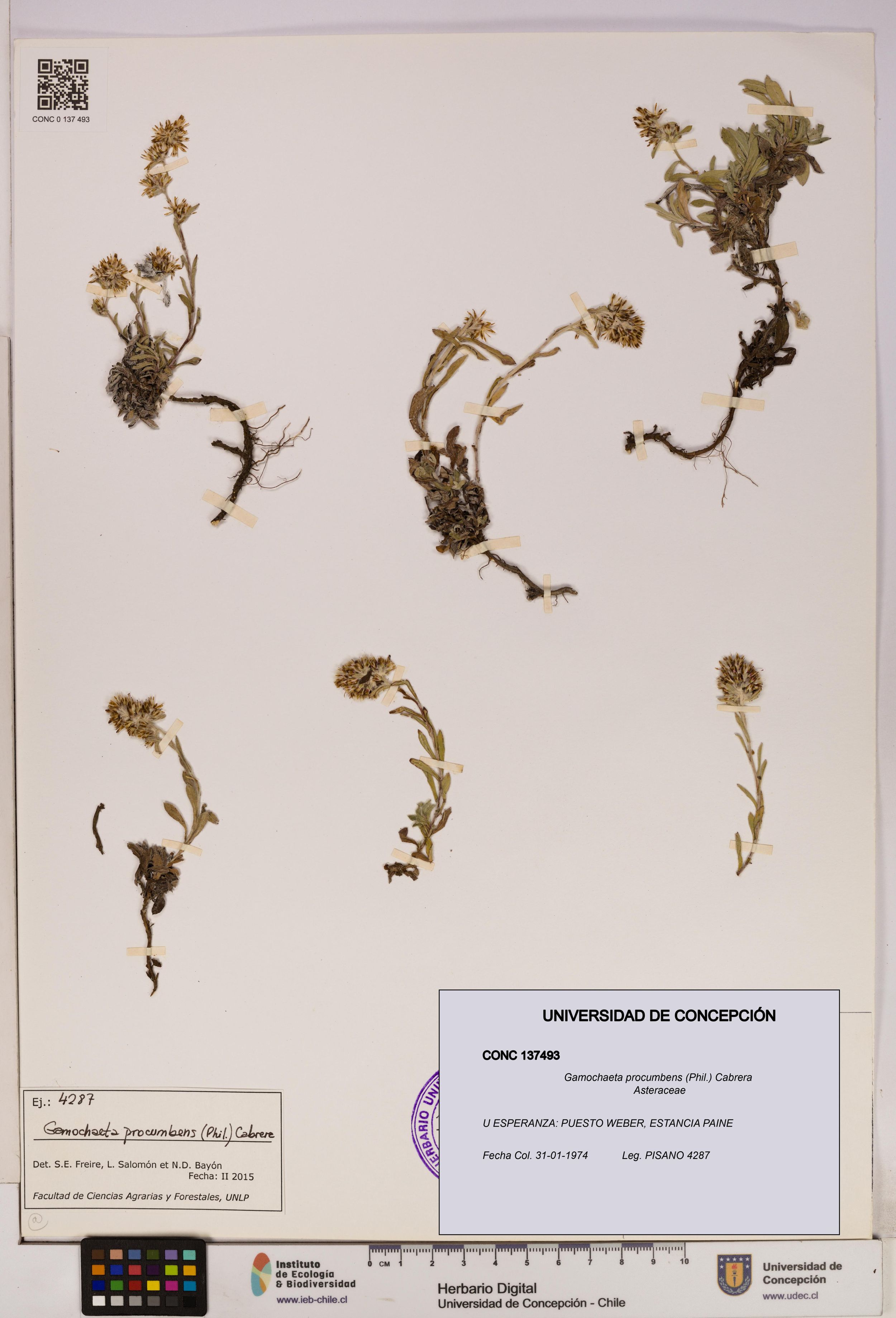 Gamochaeta procumbens [Espécimen: ]