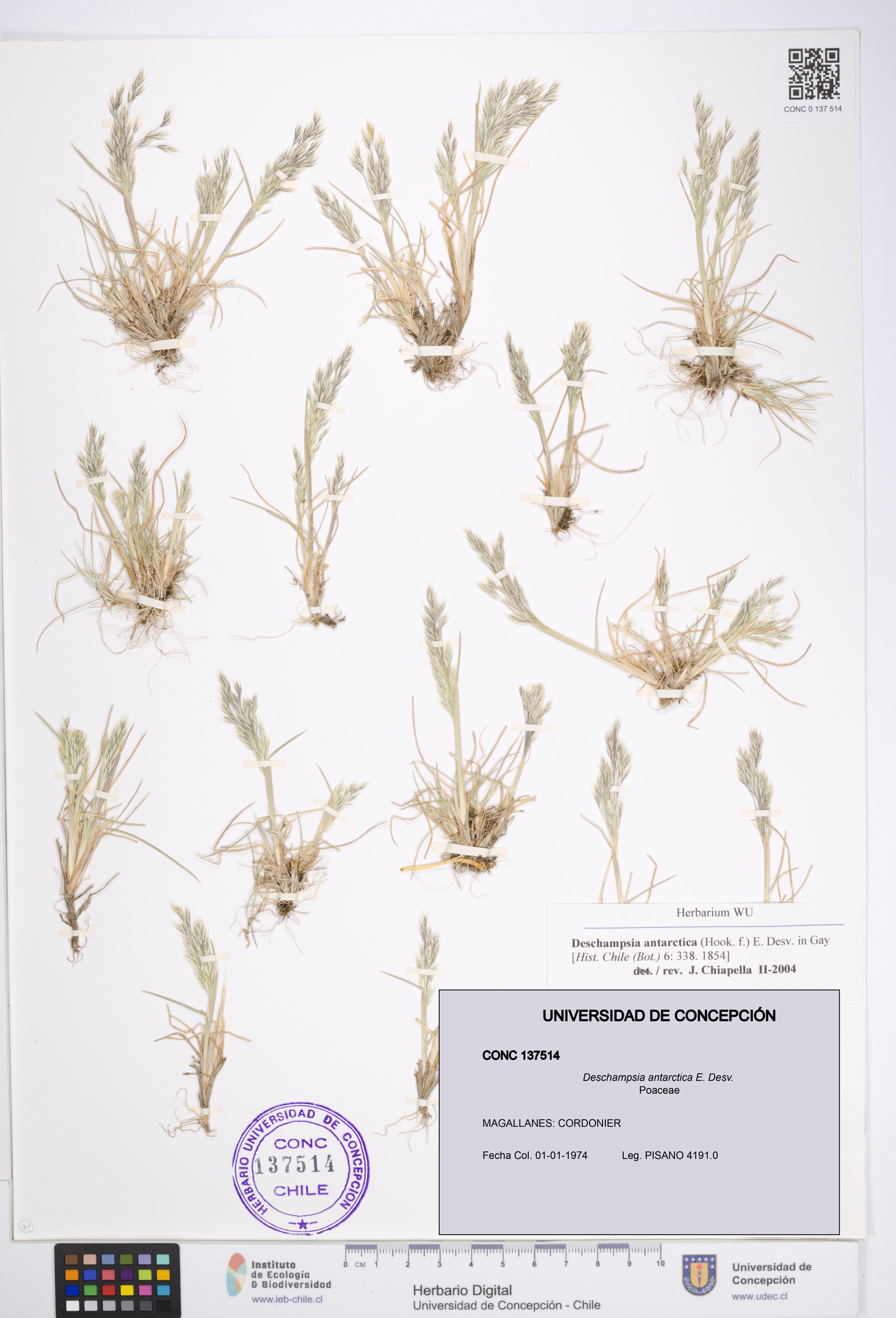 Deschampsia antarctica [Espécimen: ]