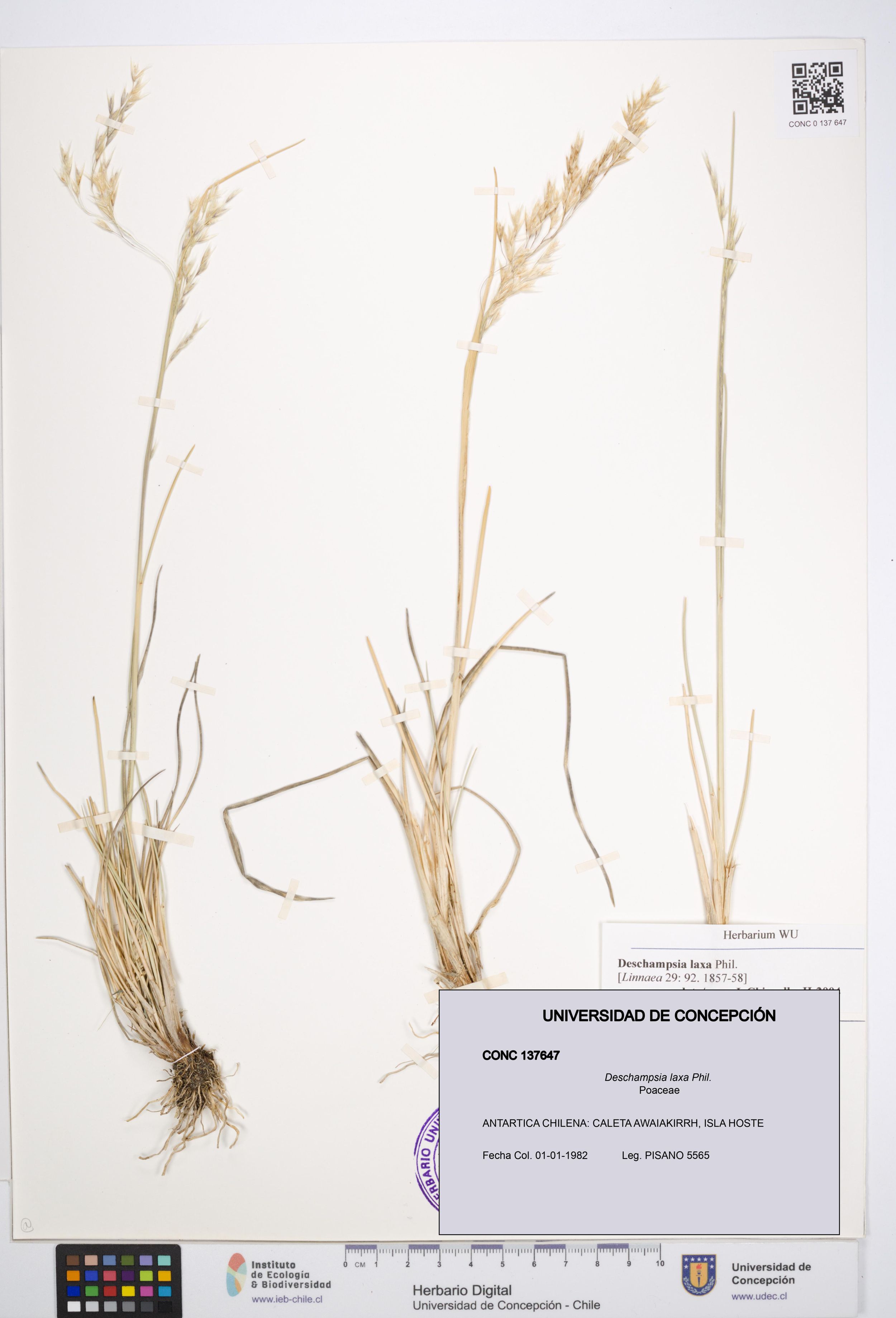 Deschampsia laxa [Espécimen: ]